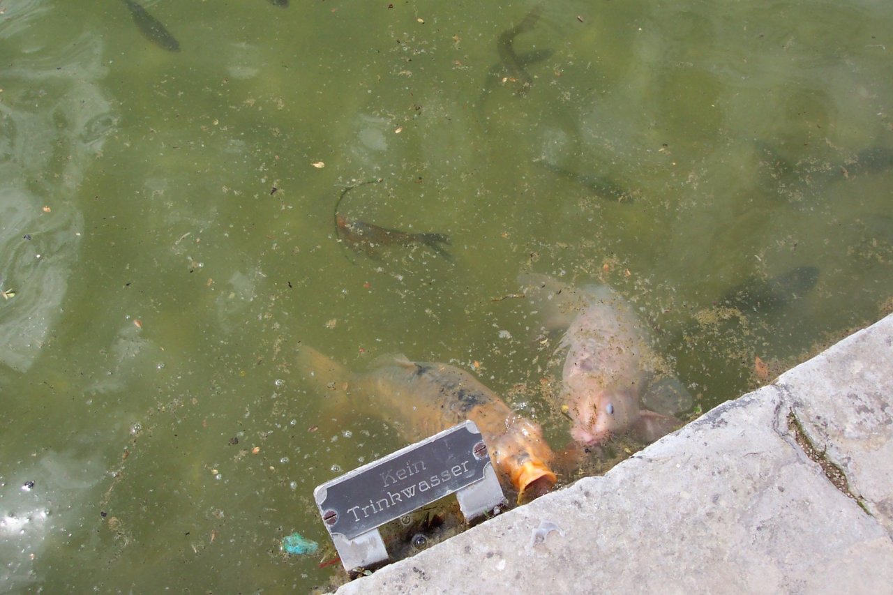 Sonstiges in Landauf, LandApp BW App spotted by Kolonist on 24.07.2009