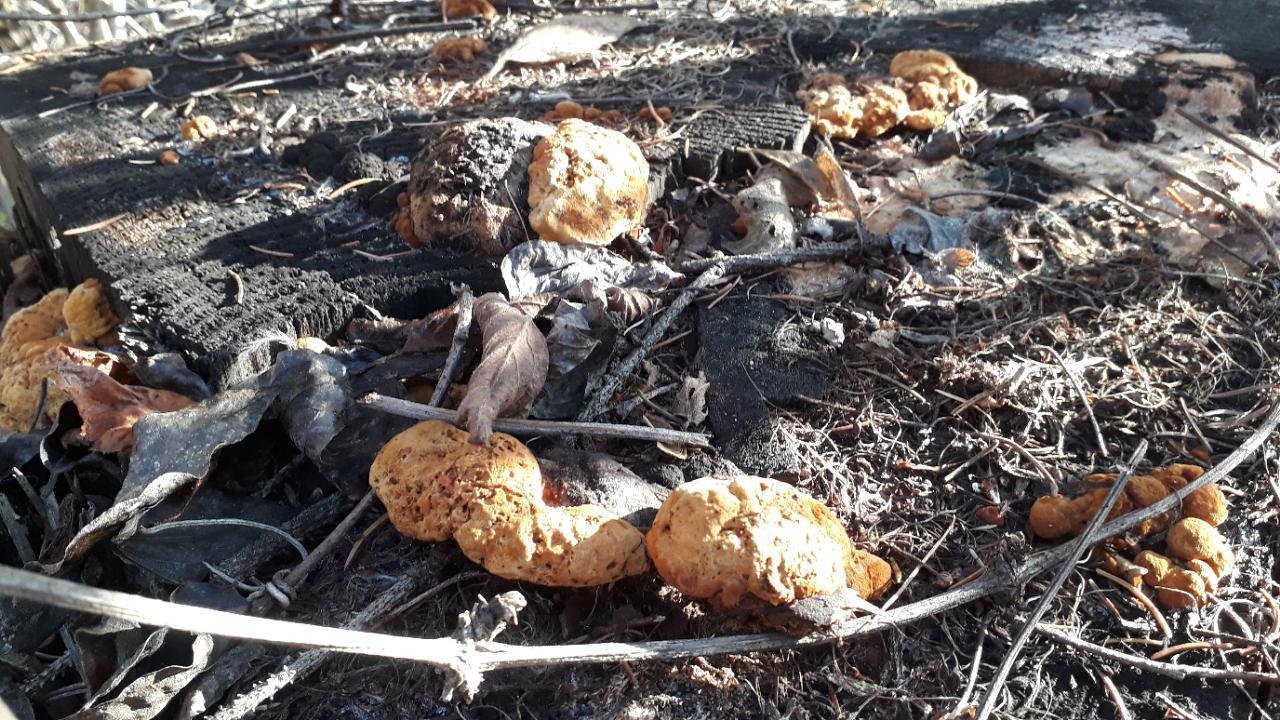 Fenchelporling in Pilzfinder App spotted by Valerian Scherer on 25.11.2020