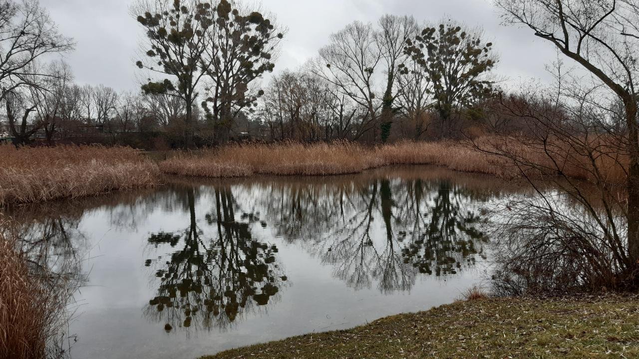 Eine andere Baumart in Naturkalender App spotted by Julihele on 20.12.2020