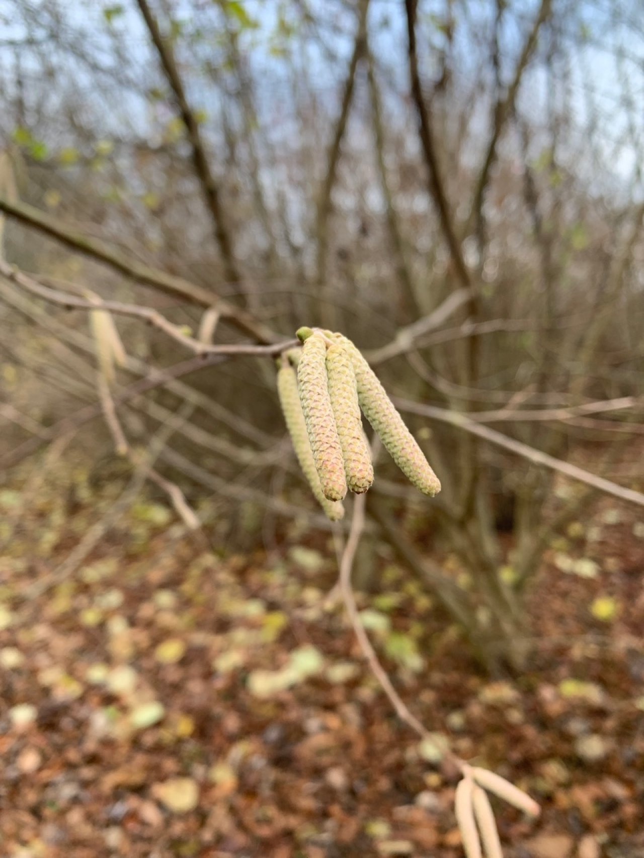 Haselstrauch in Naturkalender App spotted by ArneRo on 20.12.2020
