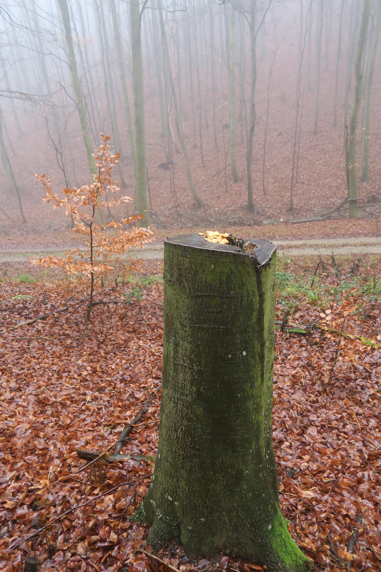 anderer Lamellenpilz (dunkel) in Pilzfinder App spotted by JosefH on 19.12.2020