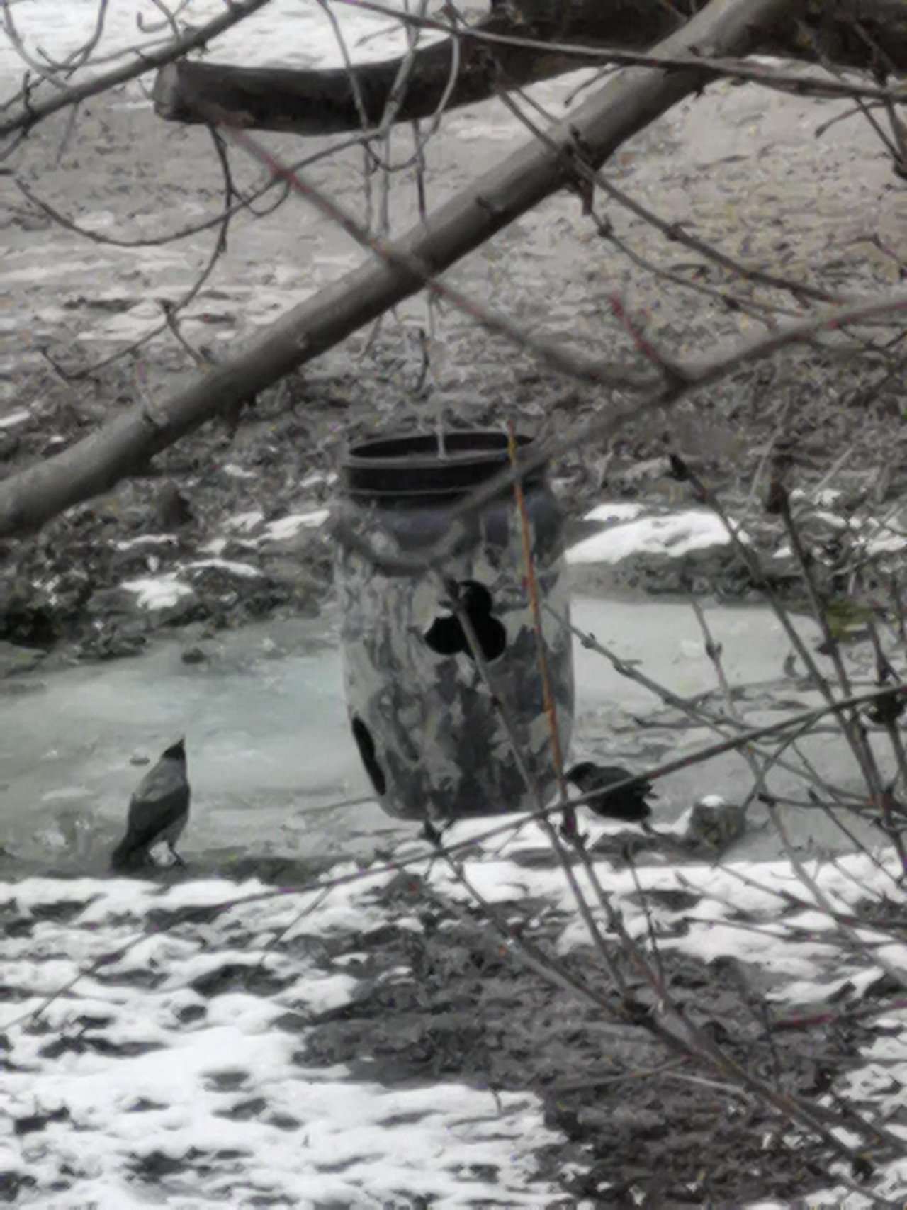 Carrion Crow in KraMobil App spotted by Felix Kollarz on 28.01.2021