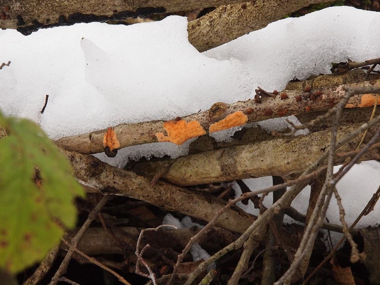 anderer Schichtpilz in Pilzfinder App spotted by Matthaeus Koncilja on 17.12.2020