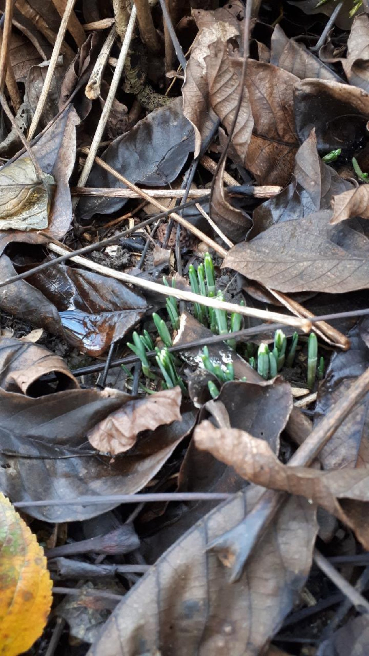 Schneeglöckchen in Naturkalender Oberösterreich App spotted by Karin Kohlmeise on 26.12.2020