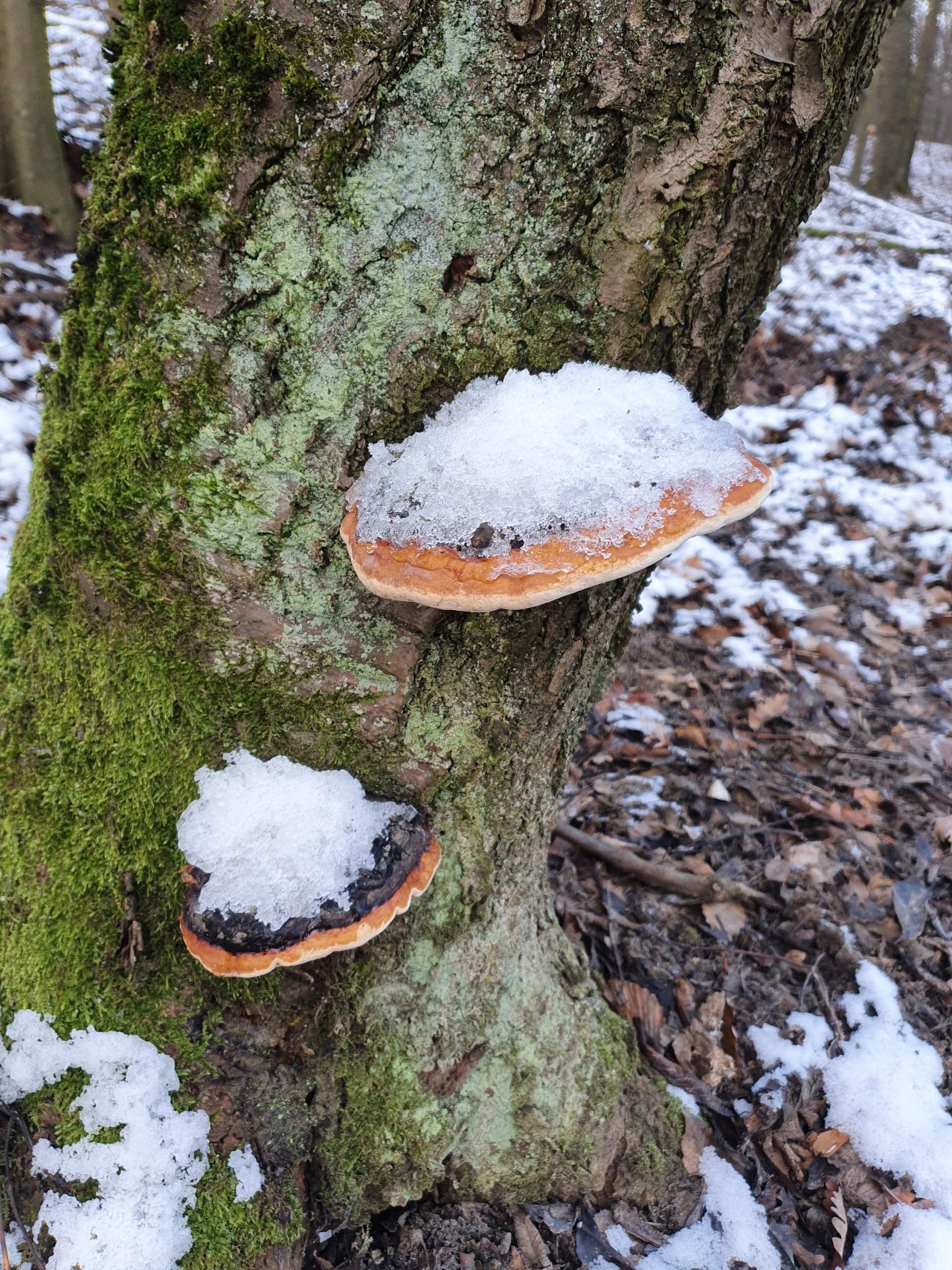 Rotrandiger Baumschwamm in Pilzfinder App spotted by Niko on 10.01.2021