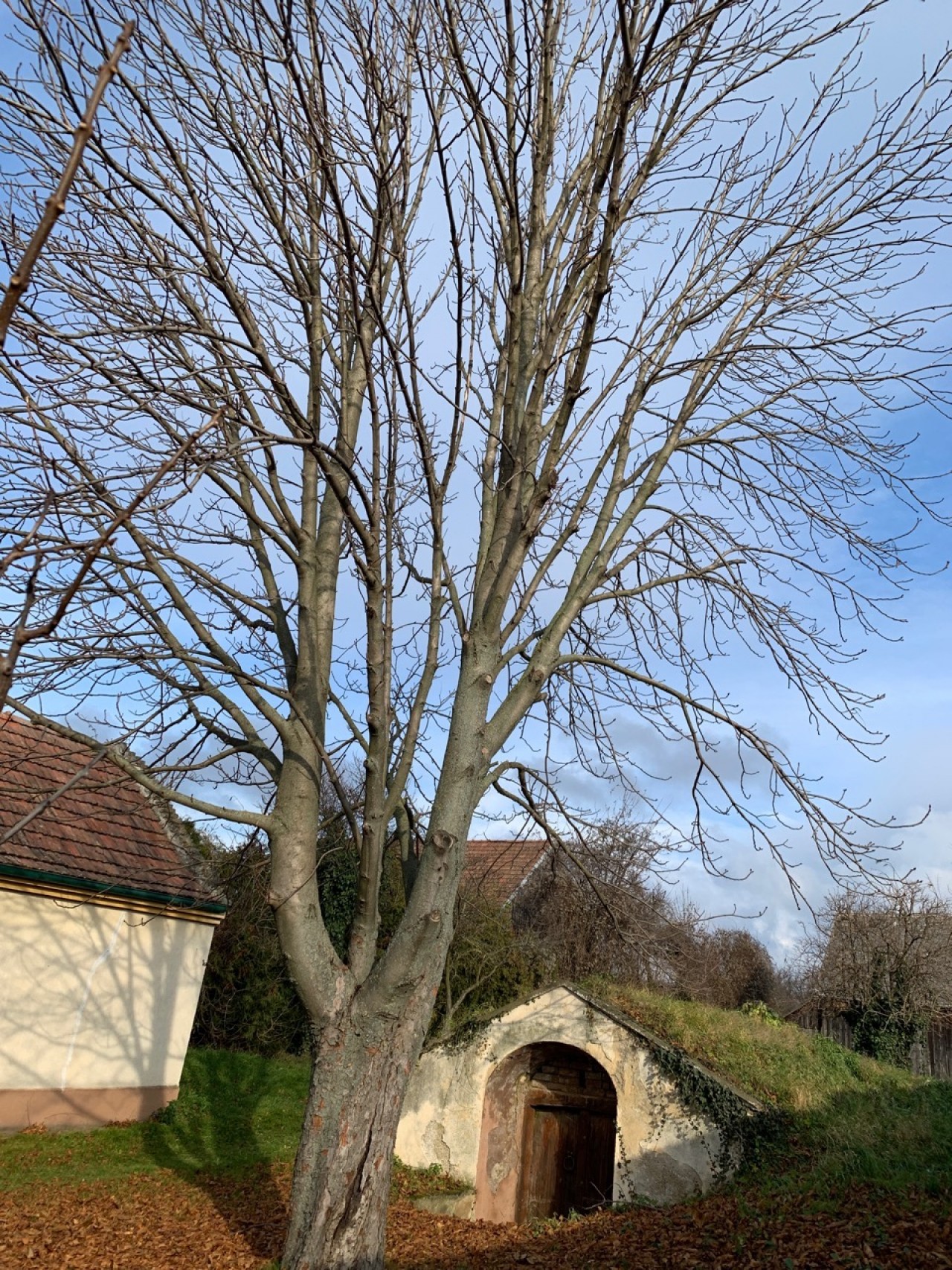Rosskastanie ist ohne Blätter. | Naturkalender App | 09.12.2020