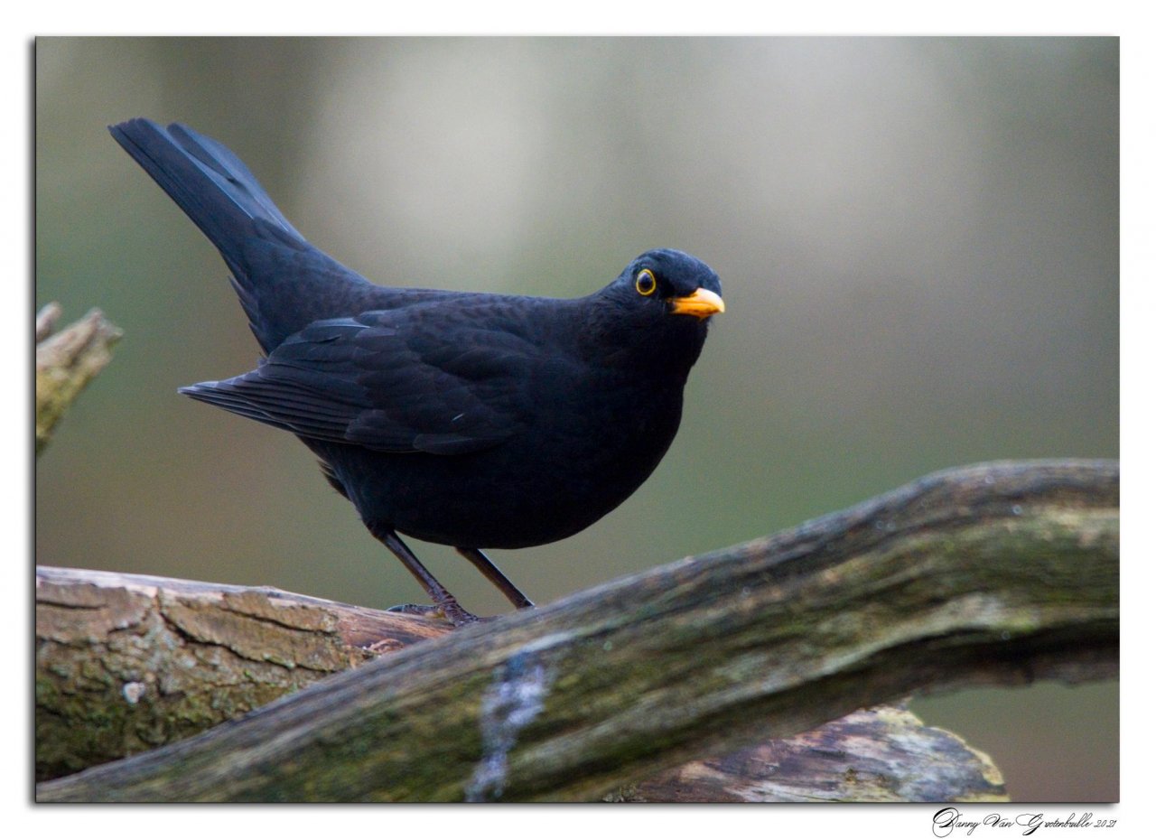 Animals in NatureSpots App spotted by Danny VG on 23.01.2021