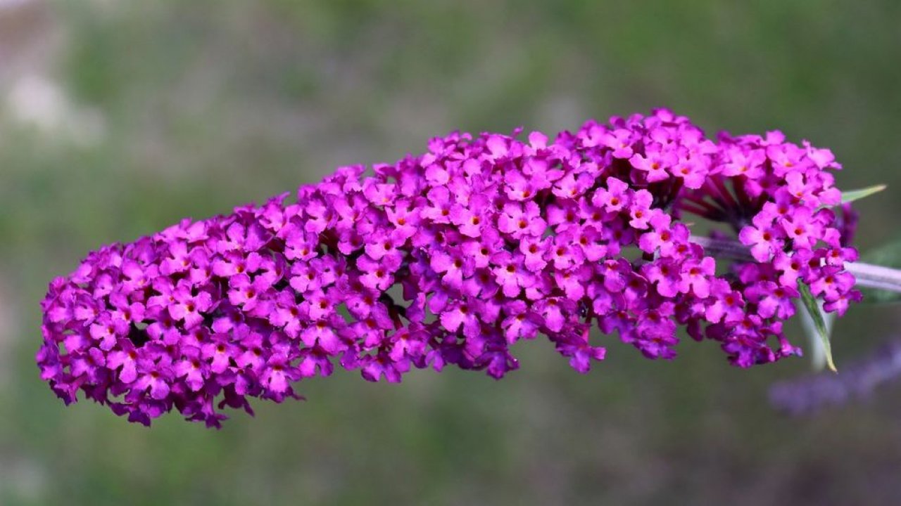 Buddeja/Arbusto-borboleta