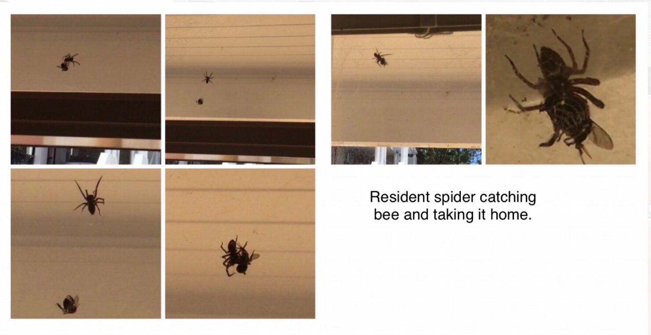 other species in SpiderSpotter App spotted by ednaward on 23.12.2020