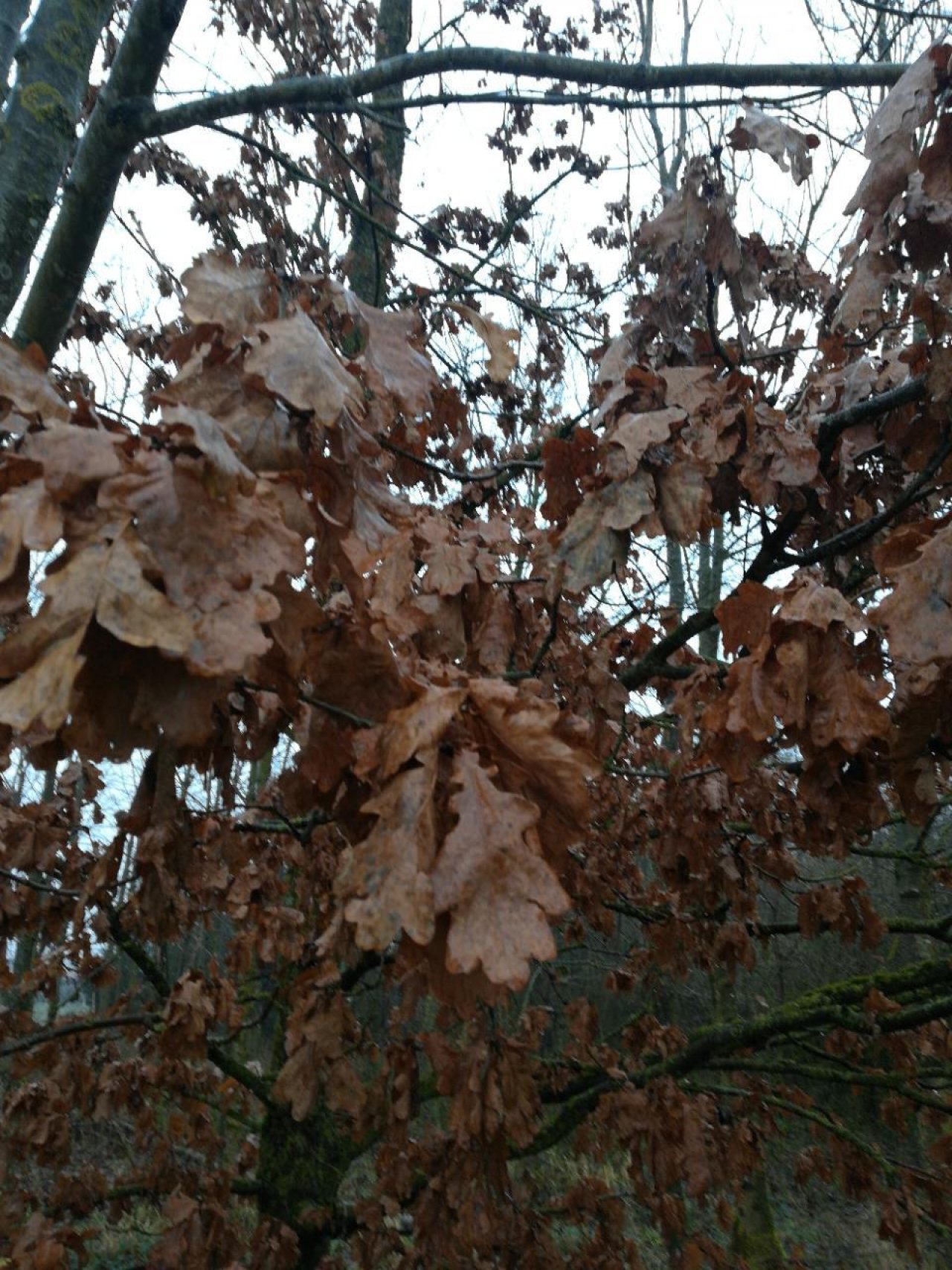 Stiel-Eiche in Naturkalender App spotted by Elisabeth Haselberger on 13.12.2020