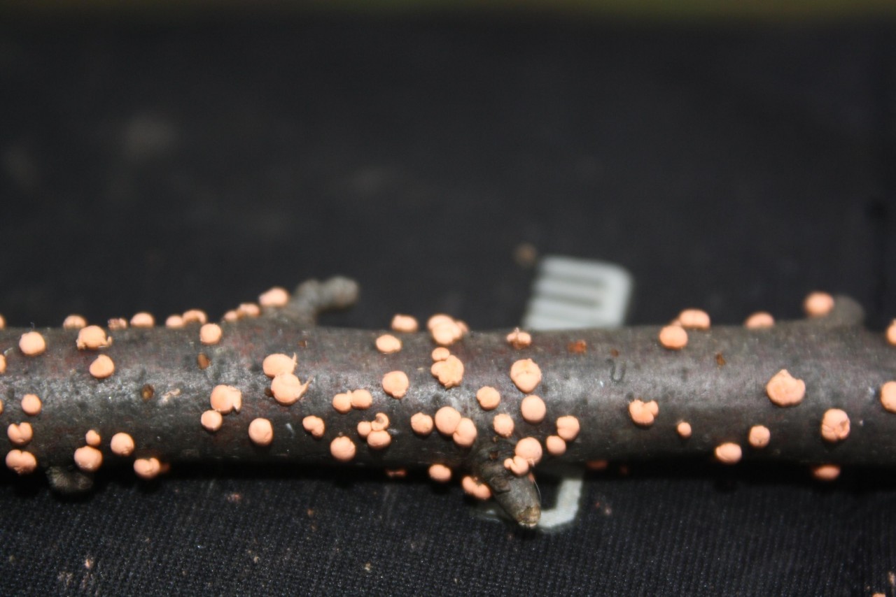 Rot-Pustelpilz (Nectria cinnabarina),
on a branch; deciduous tree; deadwood; lying; | Pilzfinder 