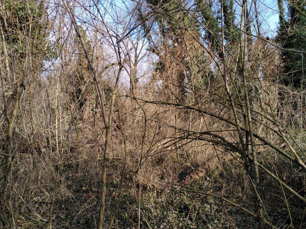 Forests in NatureSpots App spotted by TheOSWR on 05.02.2021