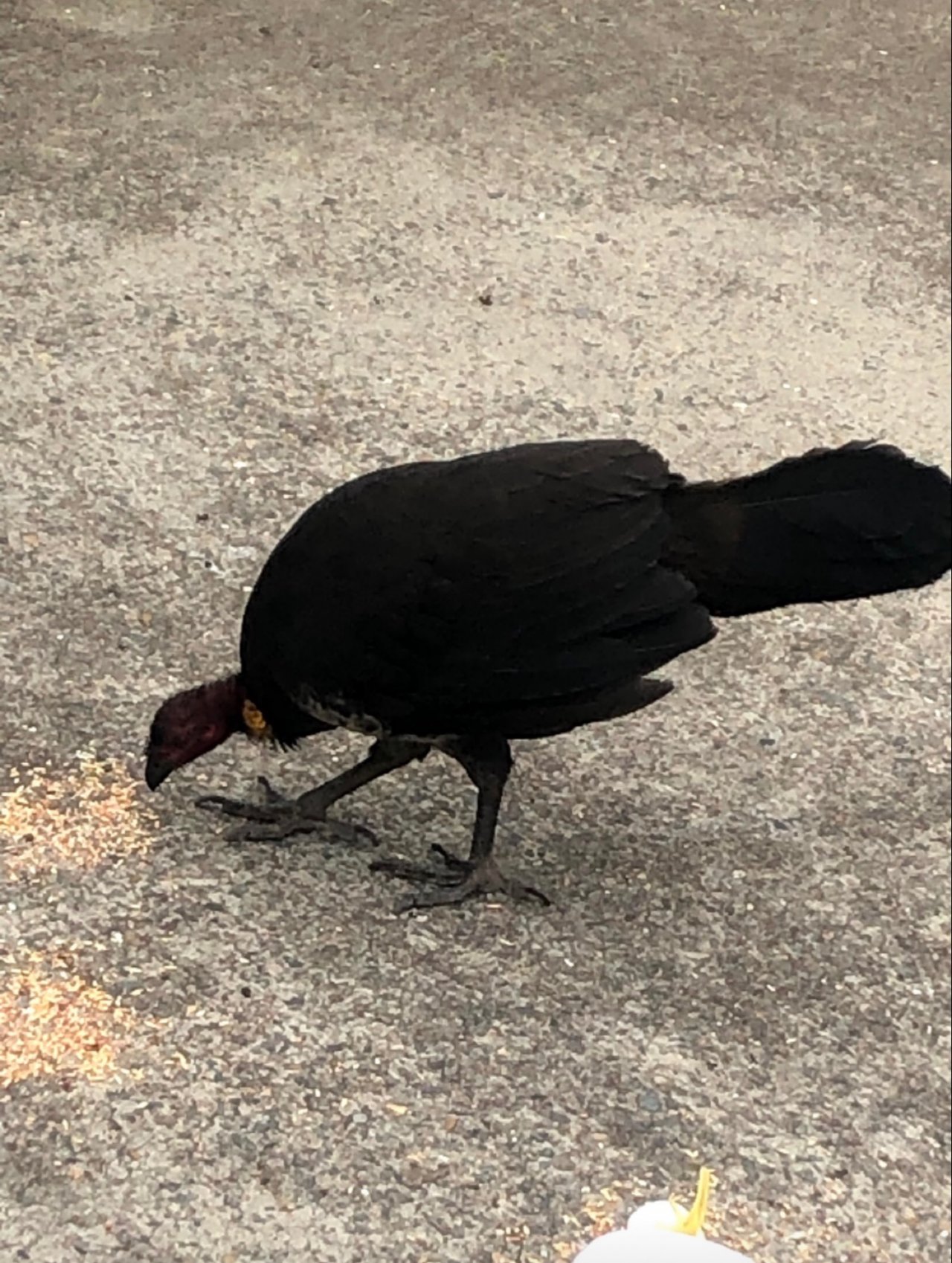 Brush-turkey in Big City Birds App spotted by Magdalana Conin on 14.12.2020