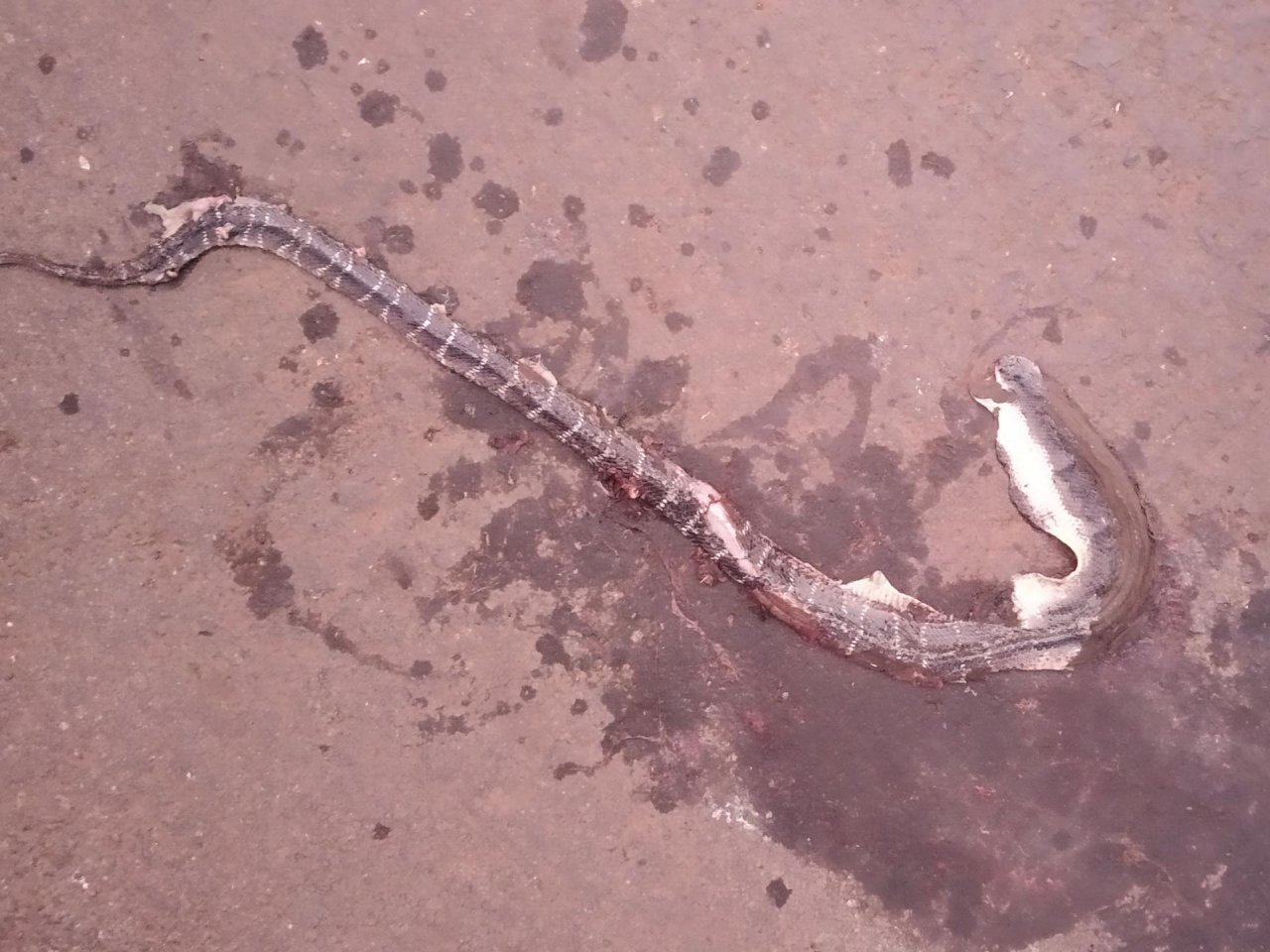 Schlange in Roadkill App spotted by Nikhil17 on 22.11.2020