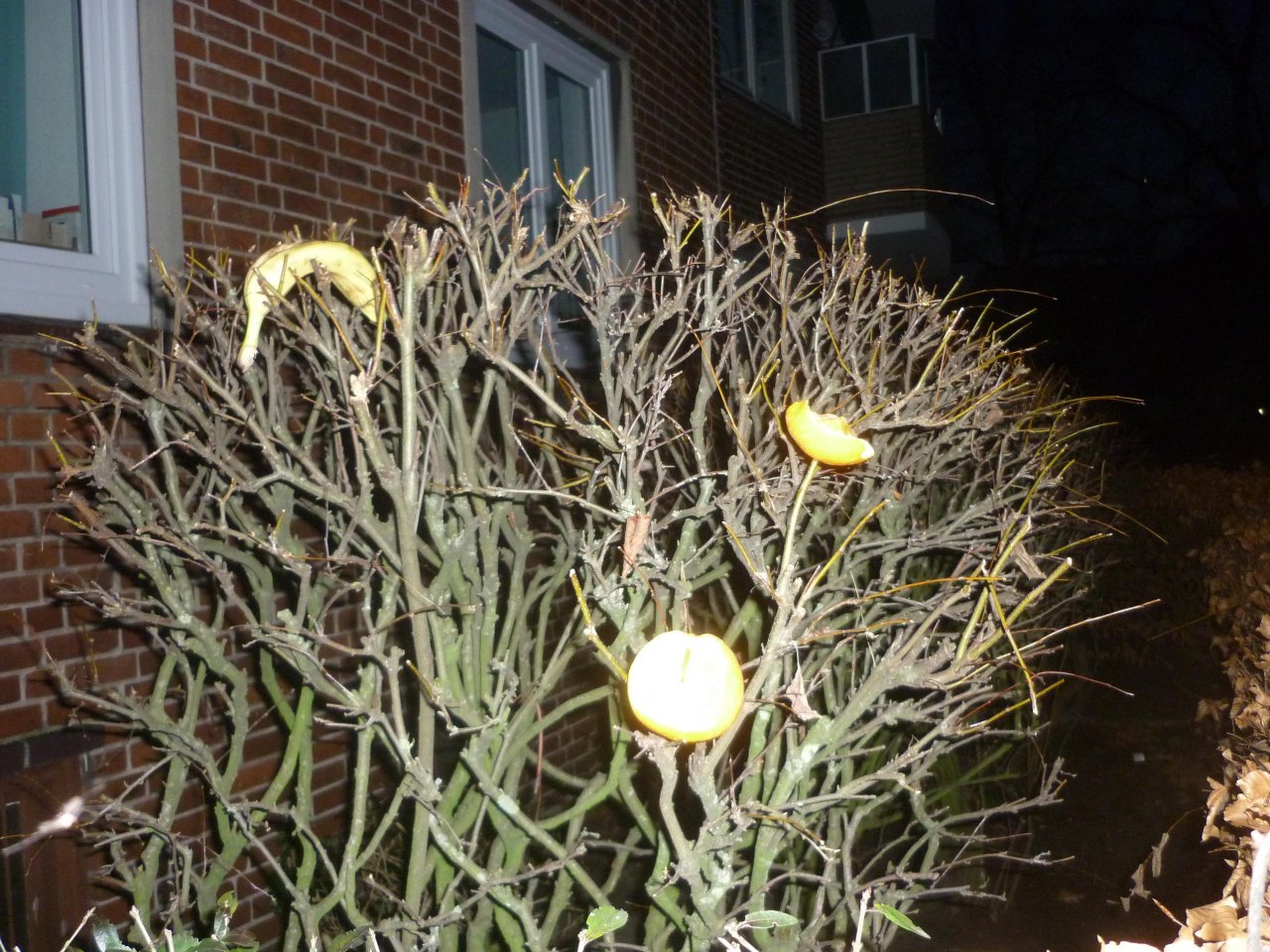 litter in DRECKSPOTZ | GLOBAL 2000 App spotted by Mamabird on 22.01.2021