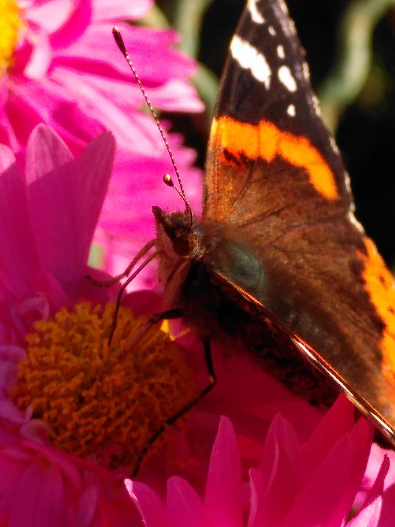 Animals in NatureSpots App spotted by TheOSWR on 07.11.2020