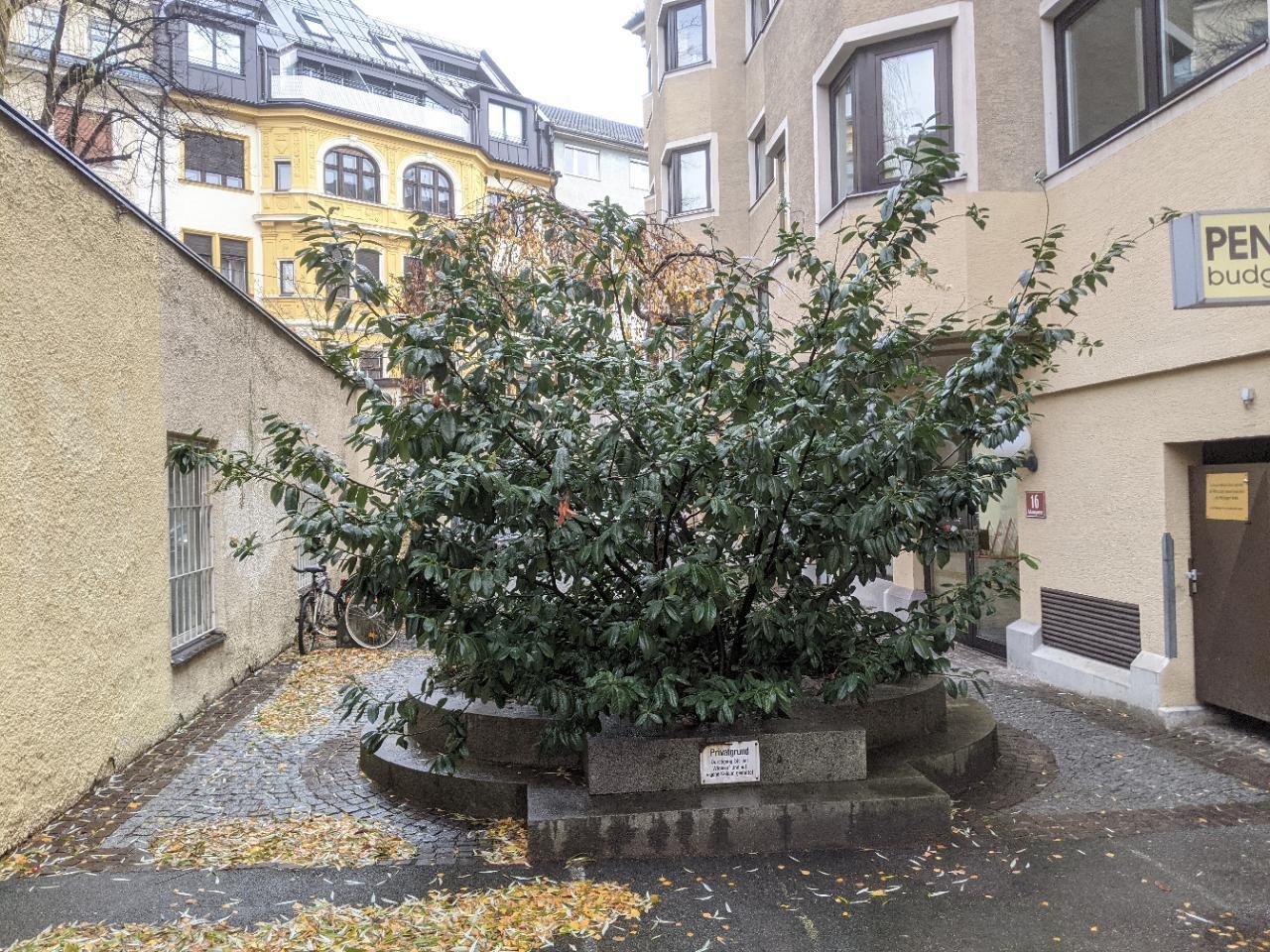 Eine andere Strauchart in Naturkalender App spotted by Heemuul on 13.12.2020