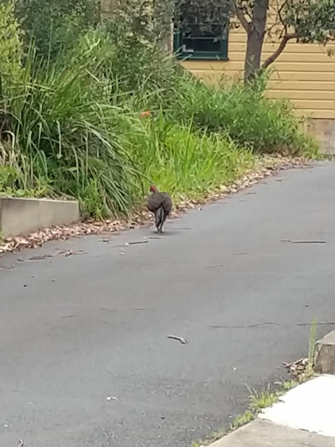 birds in BrushTurkeys App spotted by Martin Johnston on 06.01.2021