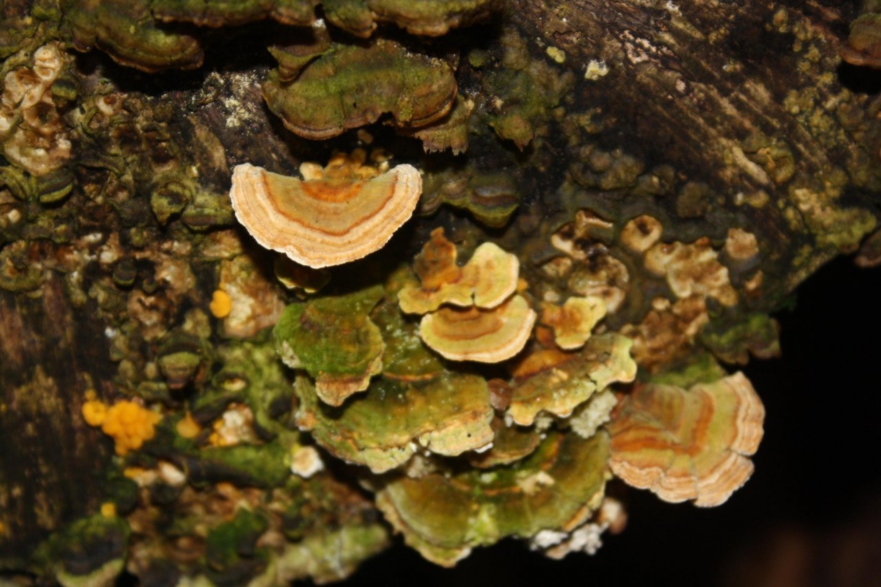 Schmetterlingstramete in Pilzfinder App spotted by Treitner on 11.12.2020