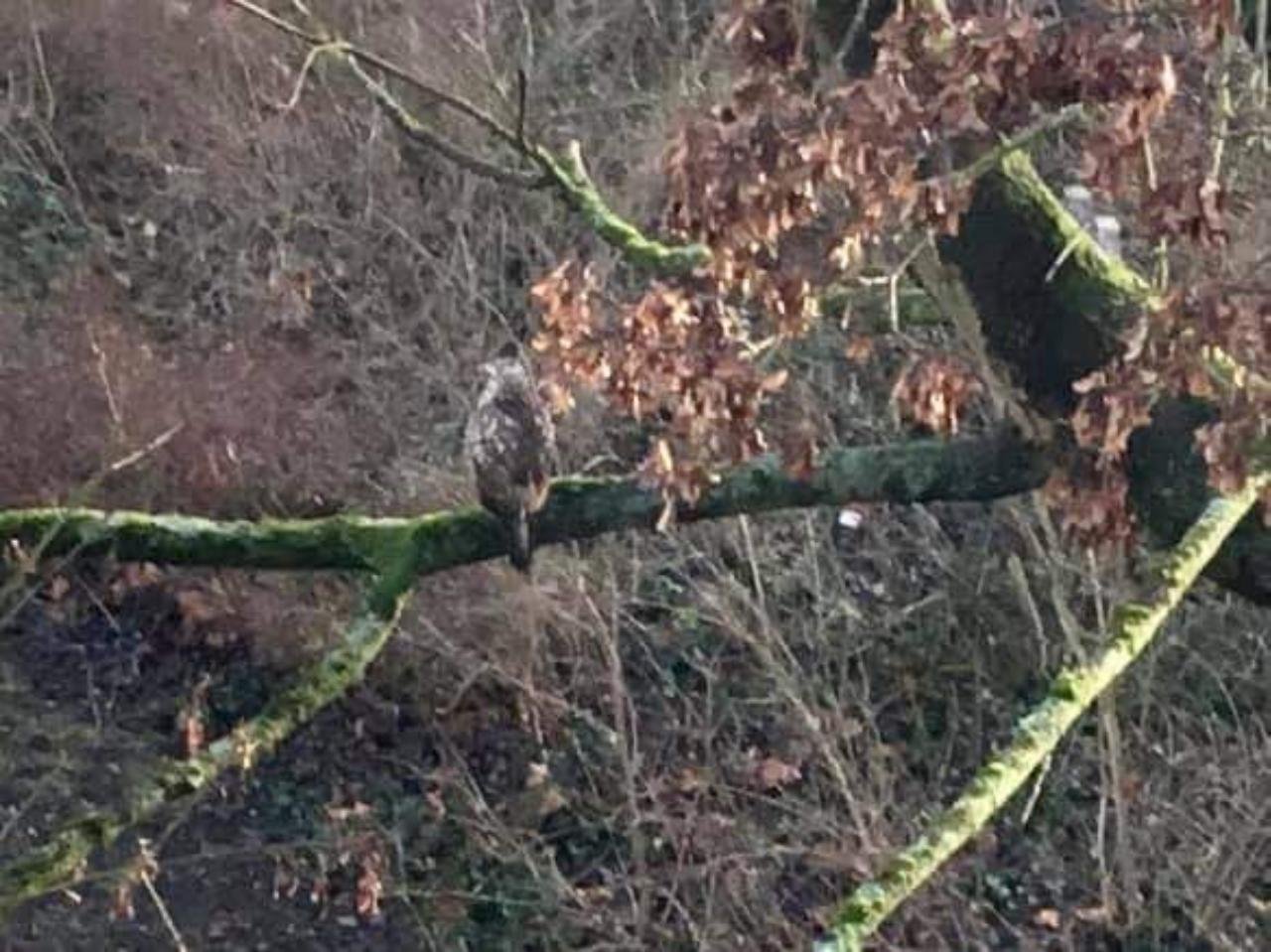 Eine andere Art in Naturkalender Oberösterreich App spotted by Siegfried Leitner on 09.02.2021