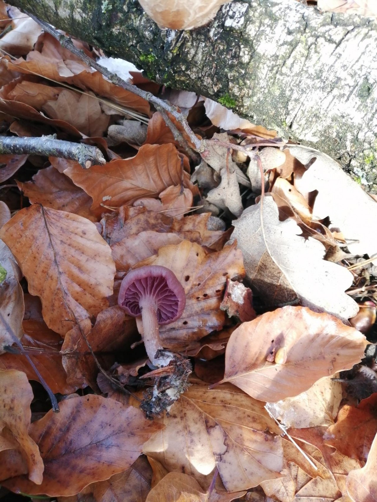 | Pilzfinder App | 05.12.2020