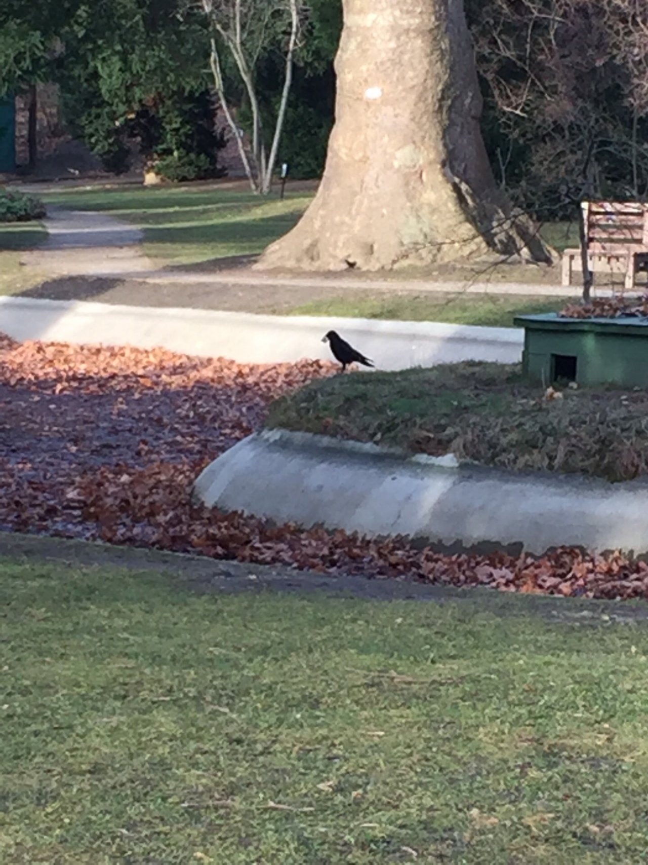 Carrion Crow in KraMobil App spotted by Katharina on 05.02.2021