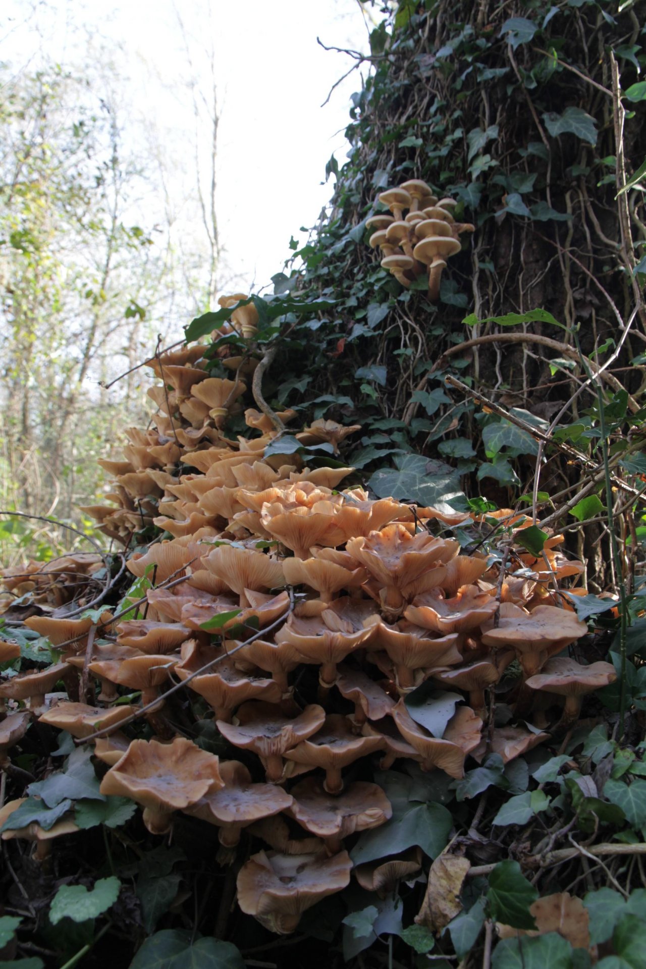 anderer Lamellenpilz (hell) in Pilzfinder App spotted by Helmling on 13.11.2020