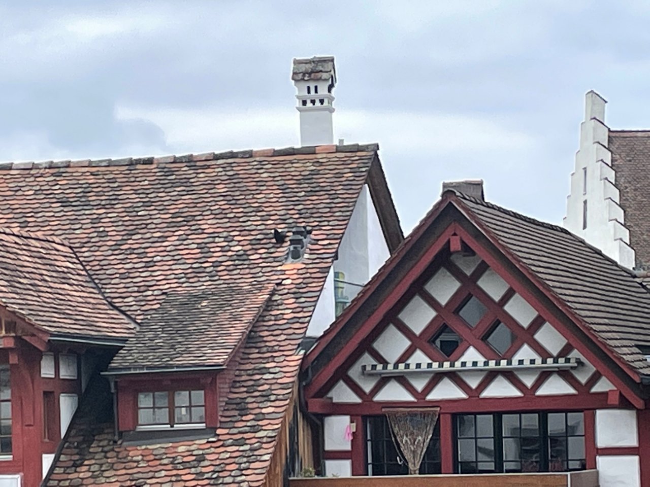 Carrion Crow in KraMobil App spotted by Andreas Ryser on 02.01.2021