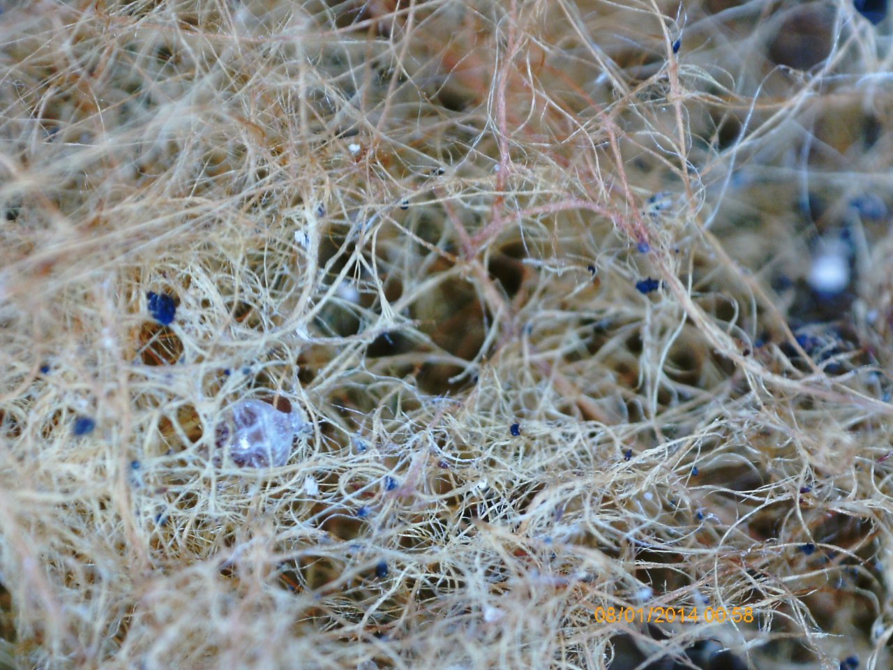 anderer Lamellenpilz (dunkel) in Pilzfinder App spotted by Treitner on 03.01.2021