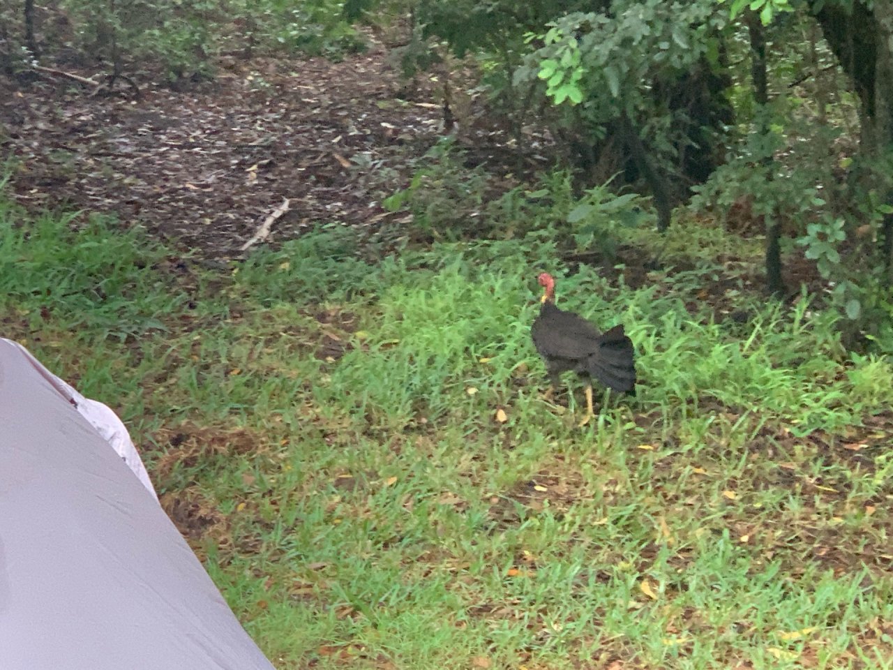 Brush-turkey in Big City Birds App spotted by John Martin on 30.01.2021