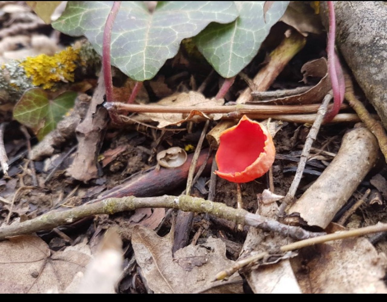 Orangebecherling in Pilzfinder App spotted by Eveline Schmidauer on 16.02.2020