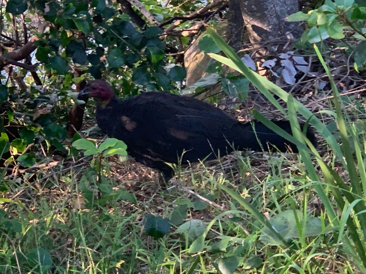 Brush-turkey in Big City Birds App spotted by John Martin on 13.12.2020