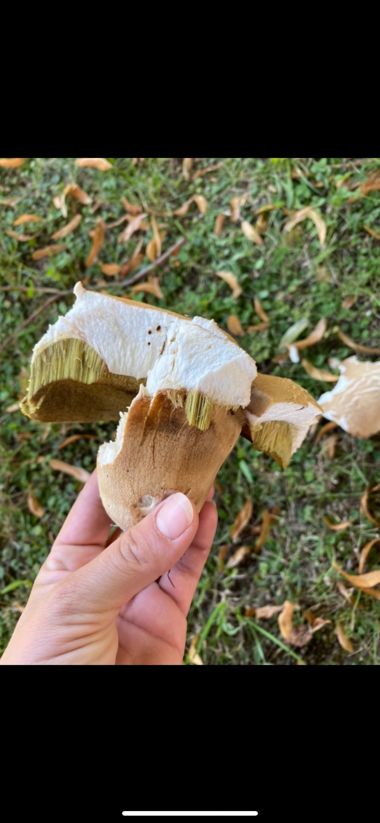 Sommersteinpilz in Pilzfinder App spotted by NejlaB on 01.08.2020