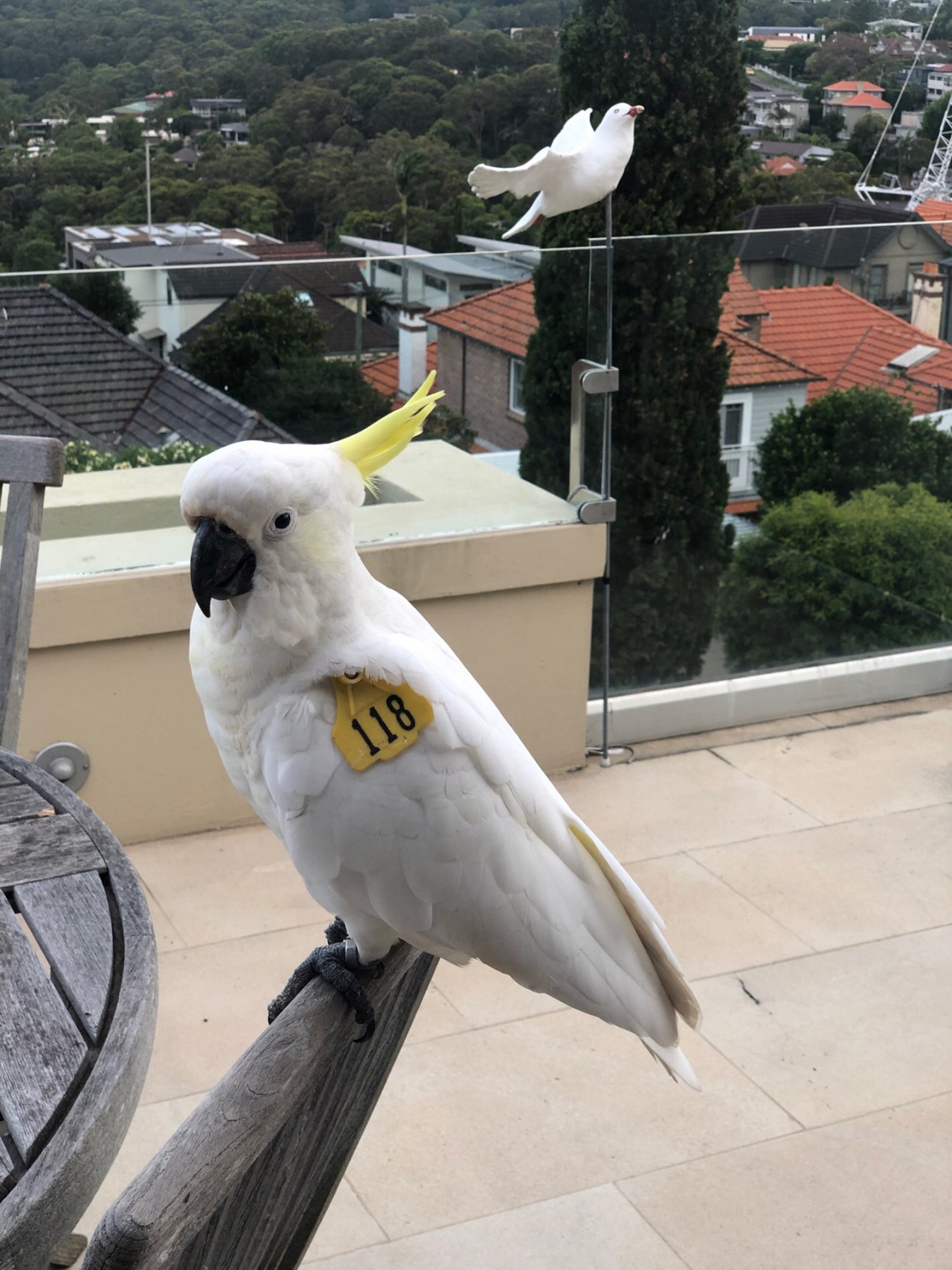 Sulphur-crested Cockatoo in Big City Birds App spotted by Dickpollitt on 27.12.2020