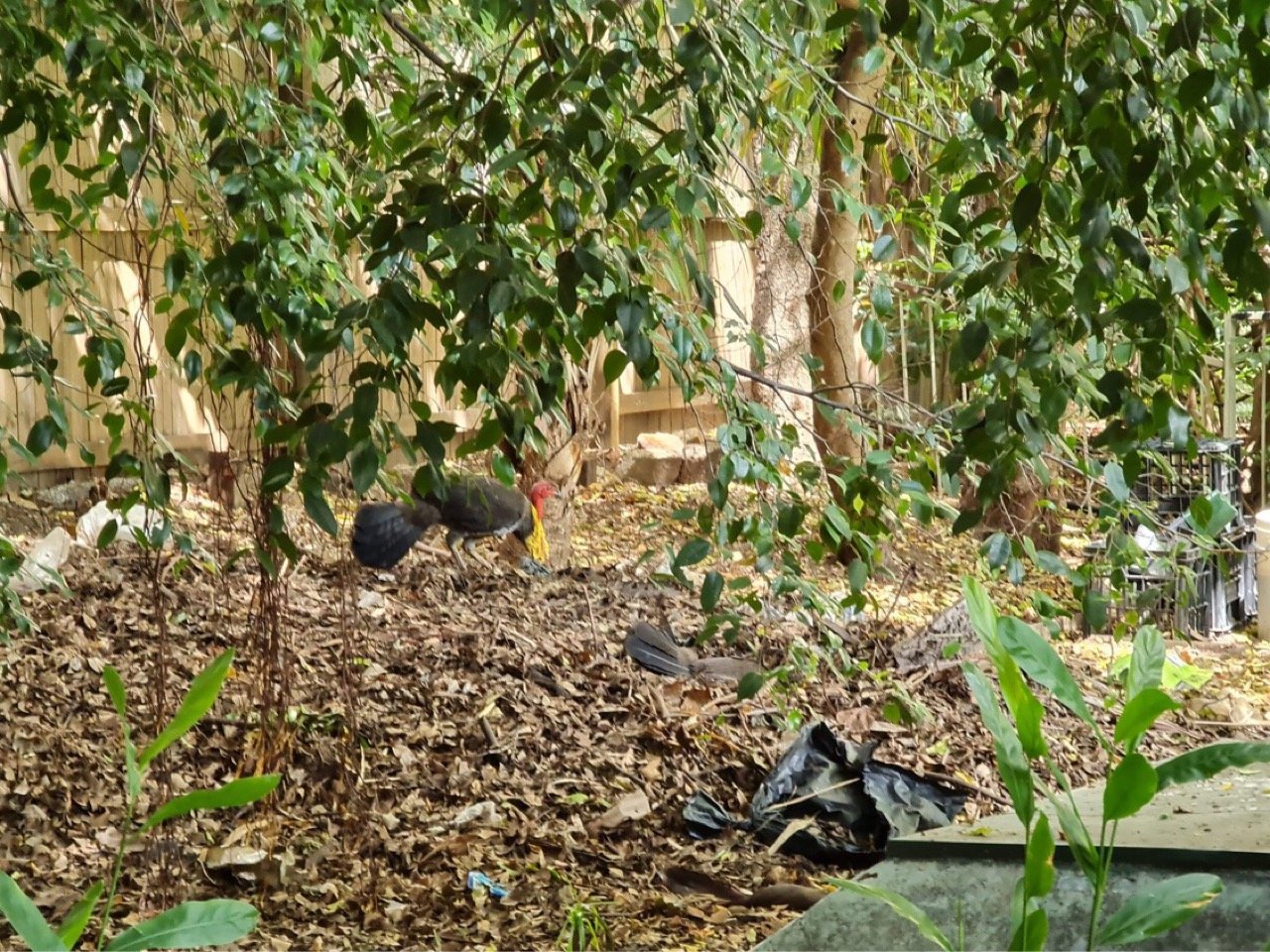 birds in BrushTurkeys App spotted by Megan Schult on 27.12.2020