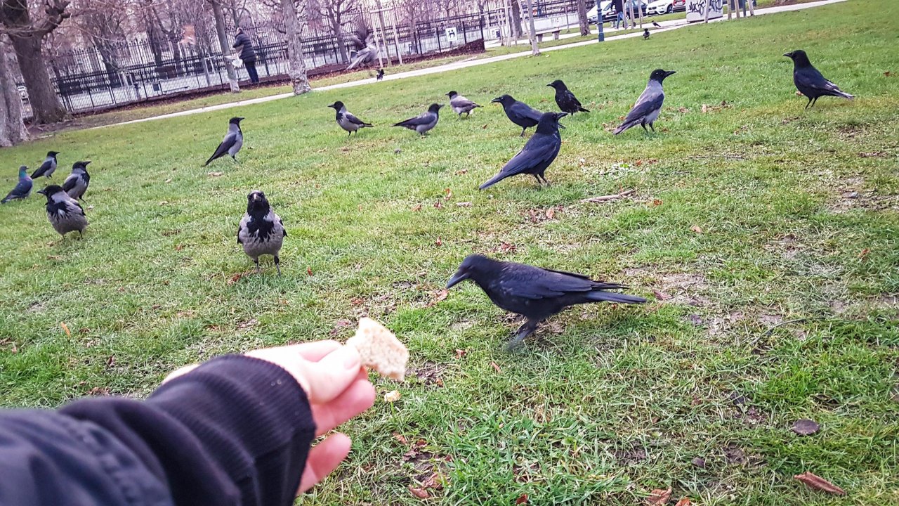 Animals in NatureSpots App spotted by Ka vonSeiten on 09.01.2021