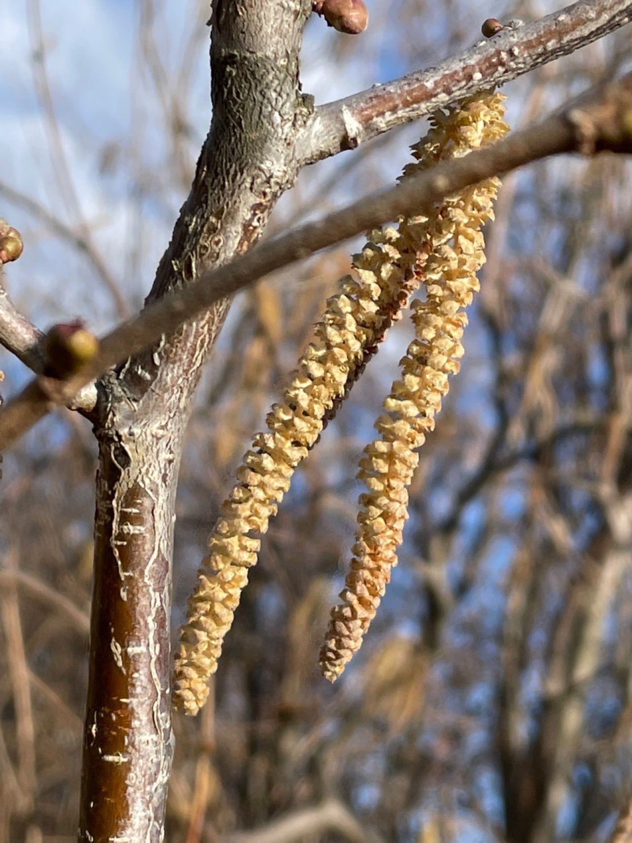 Haselstrauch in Naturkalender App spotted by Franz on 06.03.2021