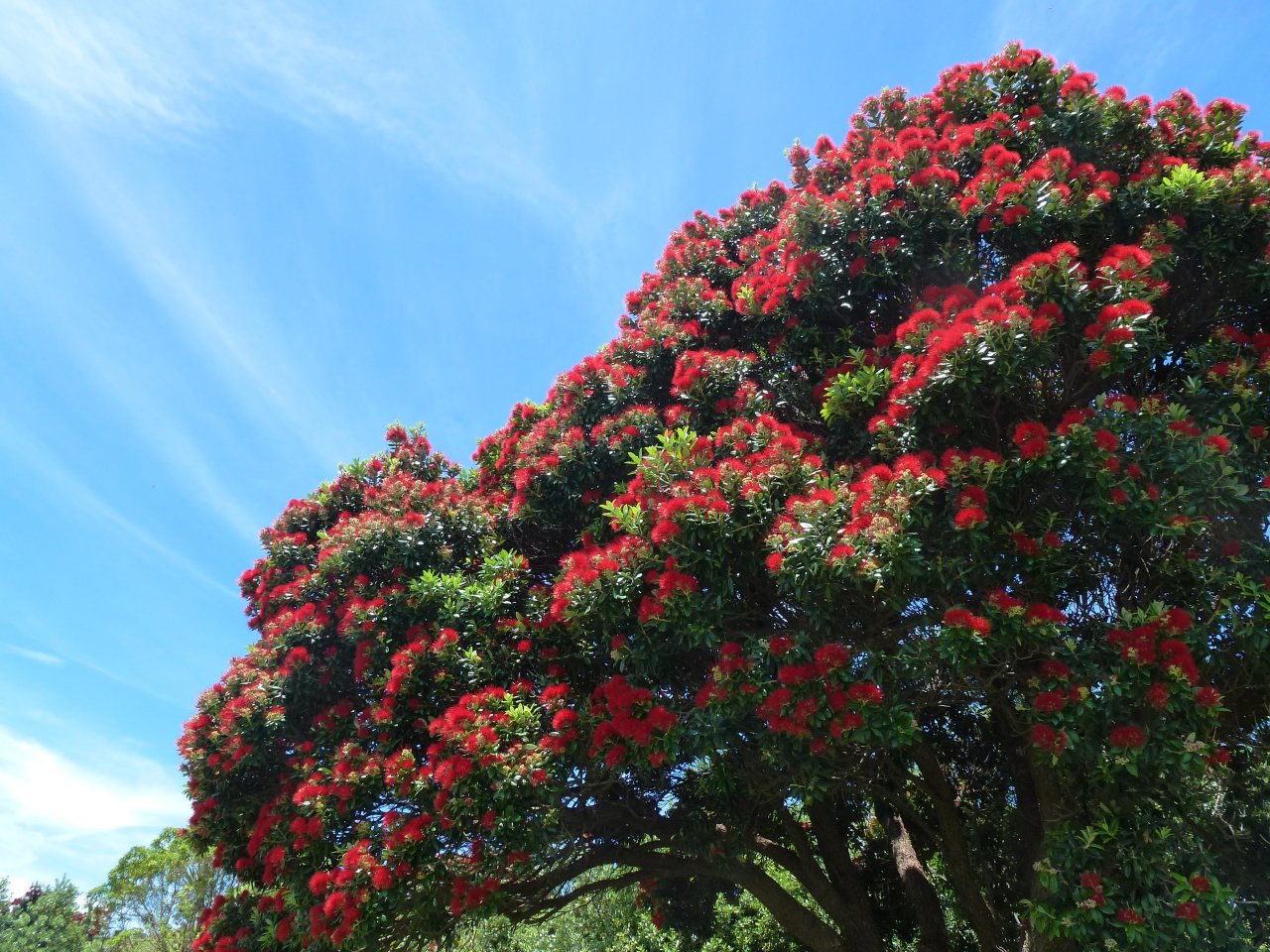 Pohutukawa