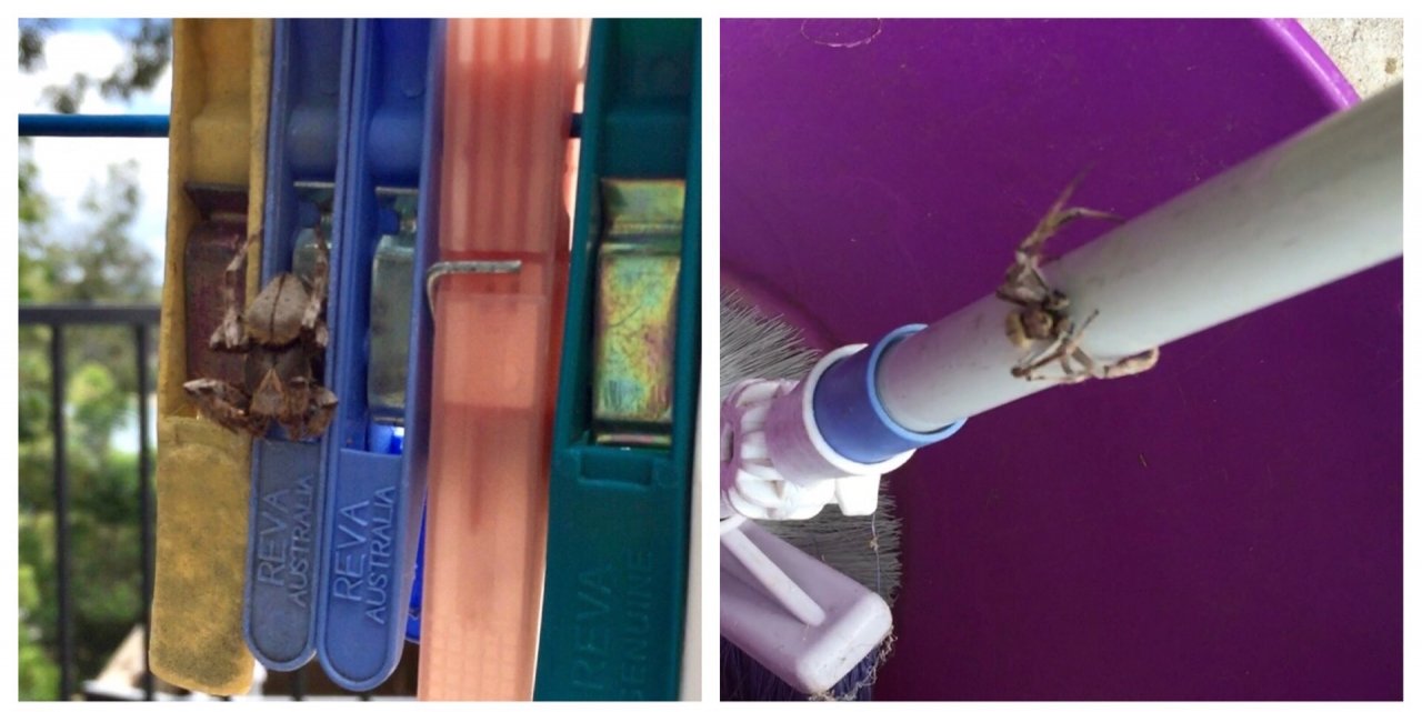 other species in SpiderSpotter App spotted by ednaward on 12.12.2020