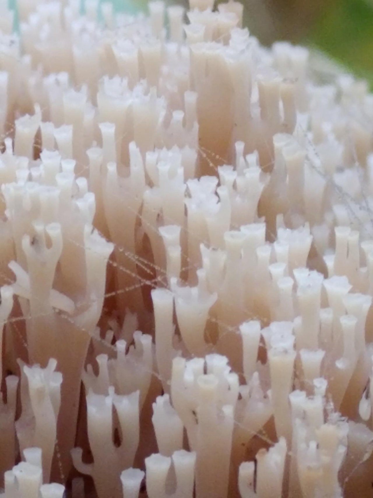 Fungi in NatureSpots App spotted by TheOSWR on 08.11.2020