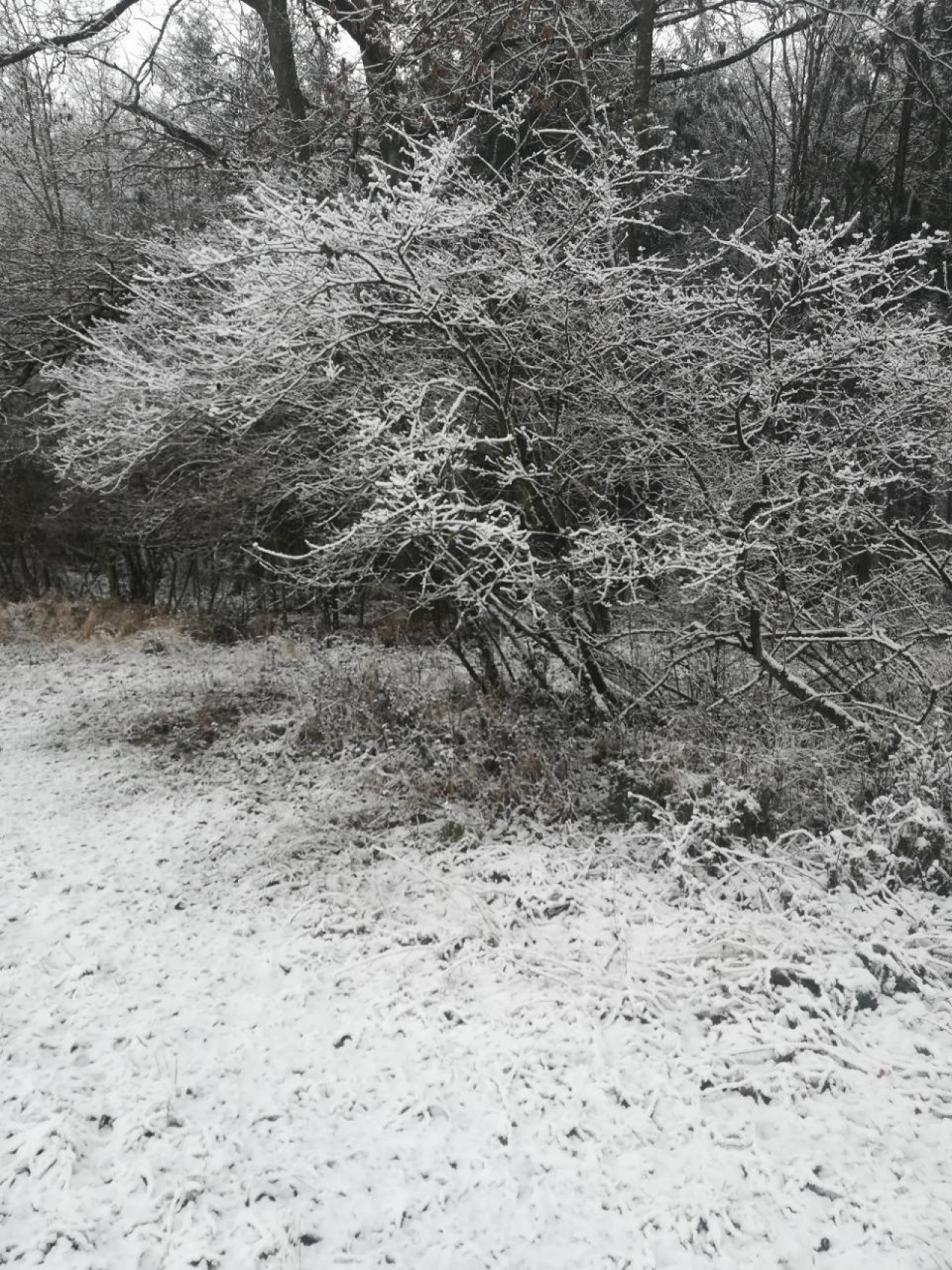 Sehr nasser Schnee | Naturkalender App | 10.12.2020