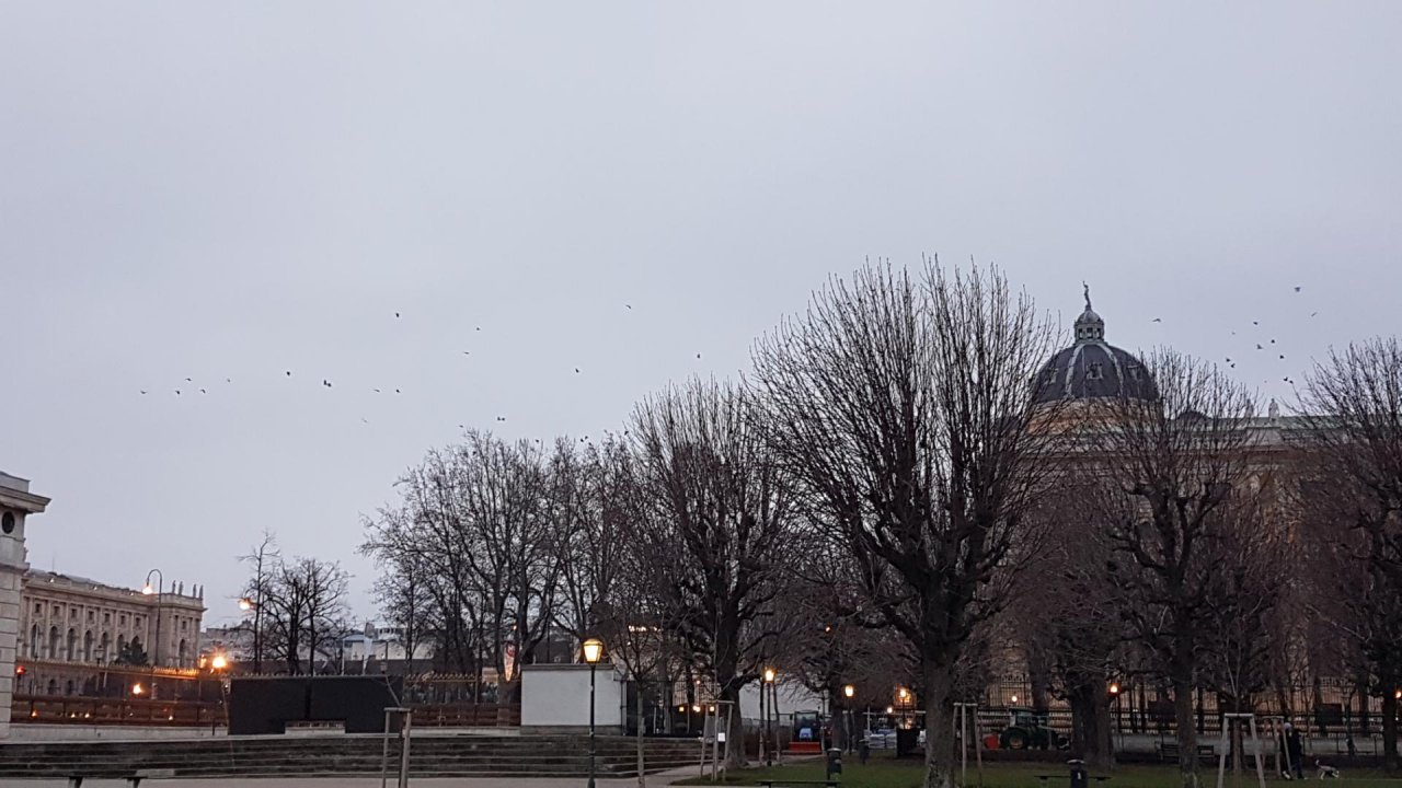 Hooded Crow in KraMobil App spotted by Ka vonSeiten on 03.01.2021