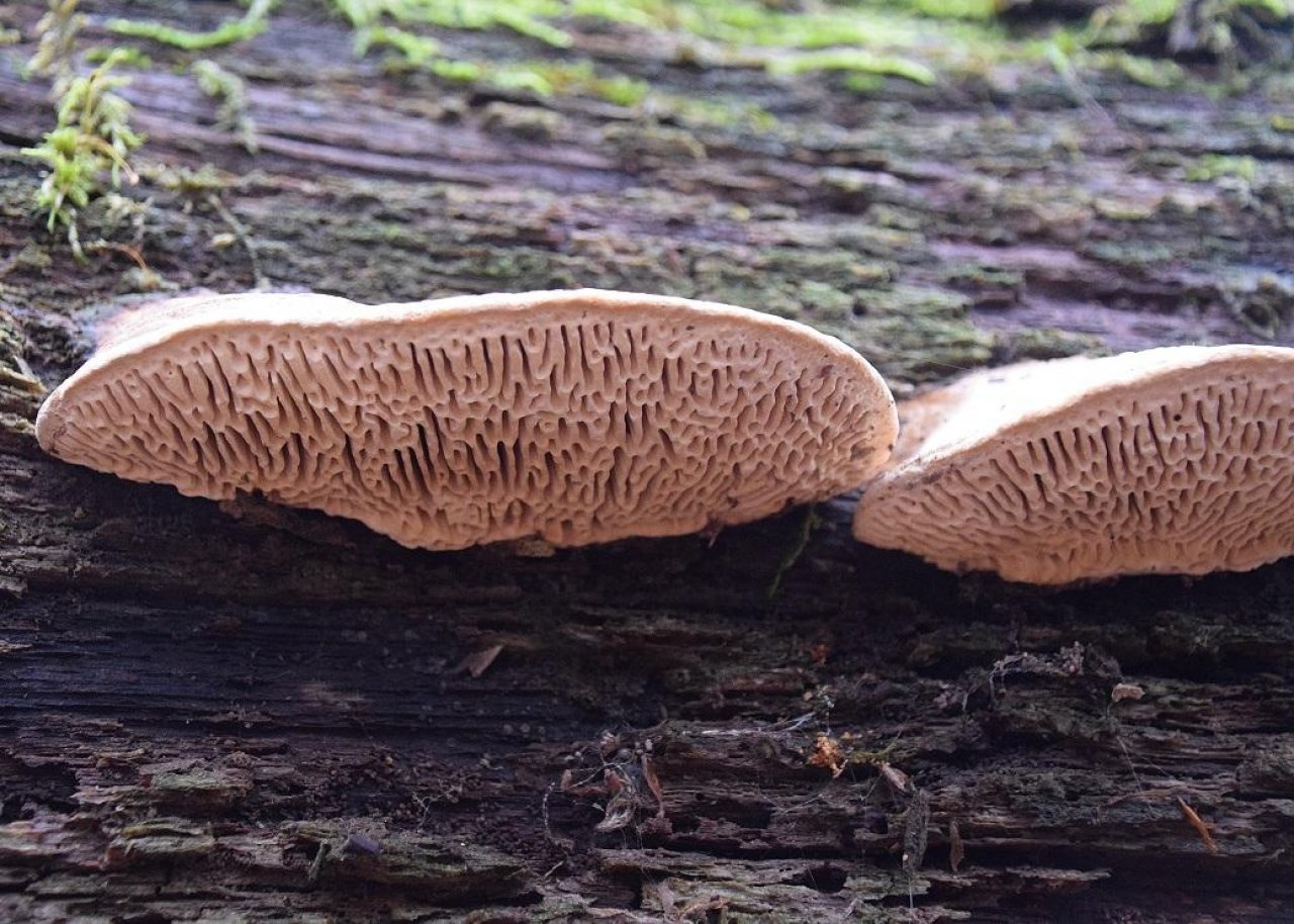 anderer Porling in Pilzfinder App spotted by Markus Sabor on 13.12.2020