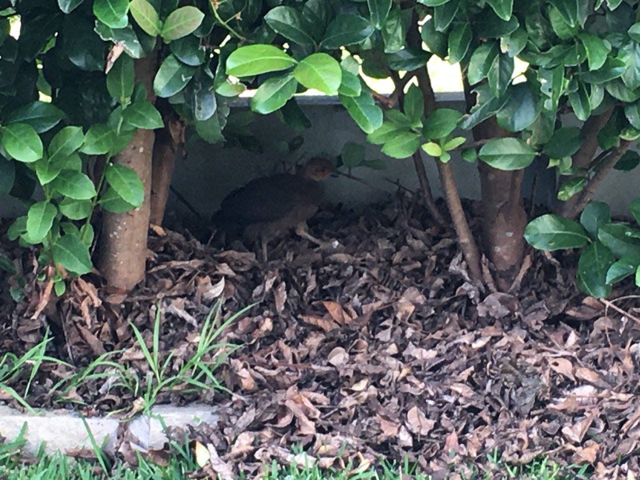 birds in BrushTurkeys App spotted by Jul Ma on 12.01.2021