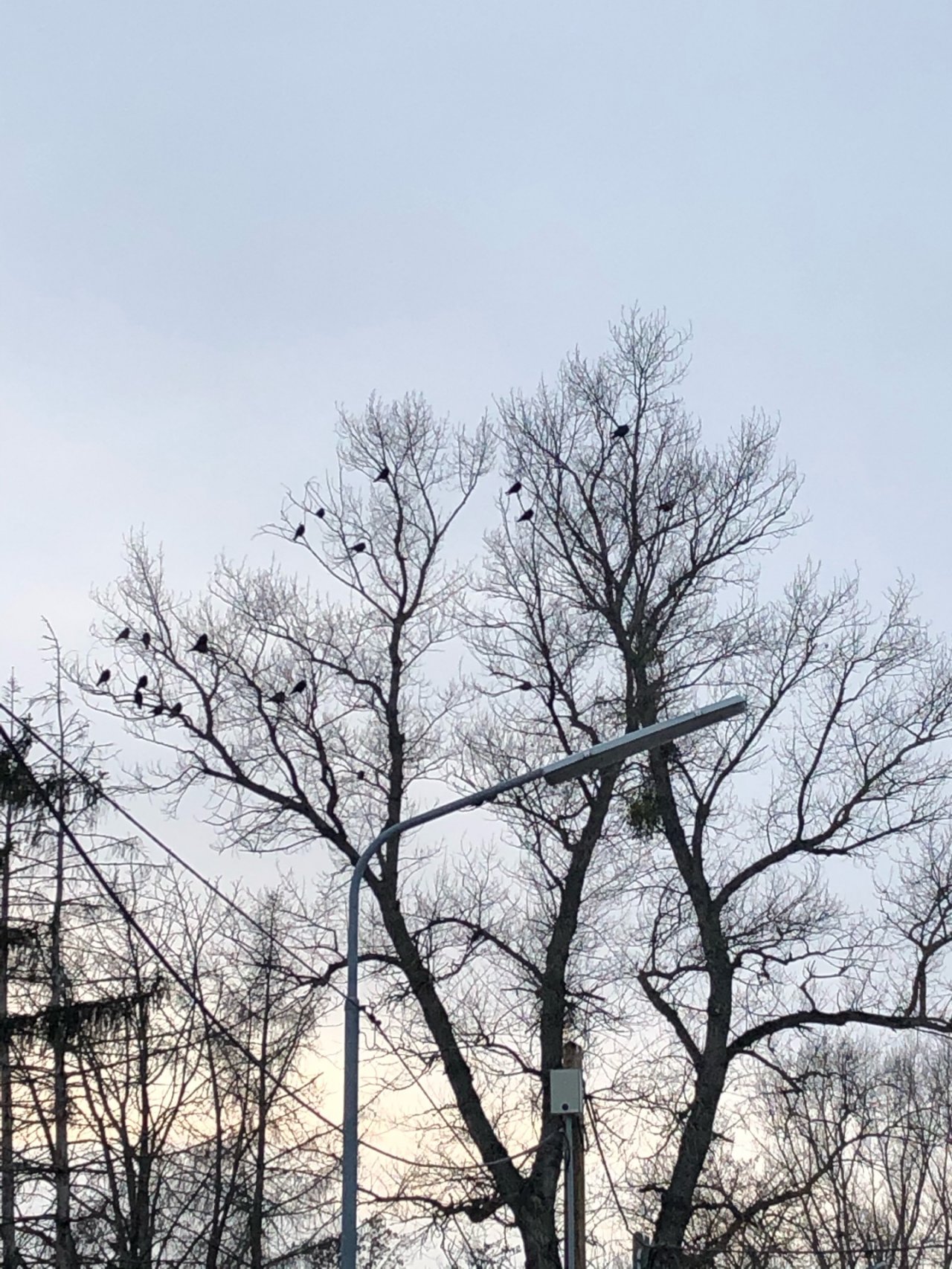 Rook in KraMobil App spotted by Krarin on 19.01.2021