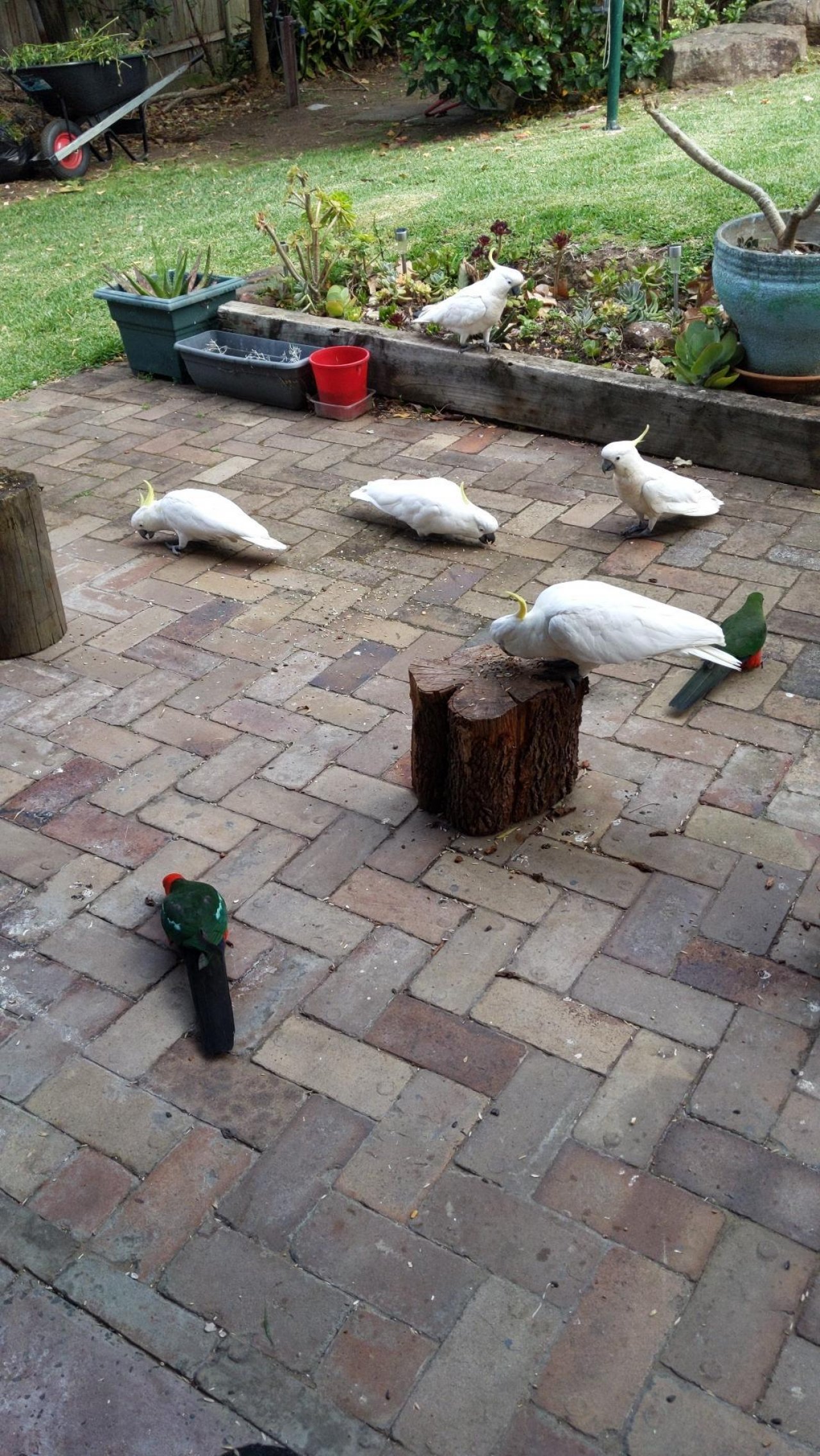Sulphur-crested Cockatoo in Big City Birds App spotted by Lee on 12.12.2020