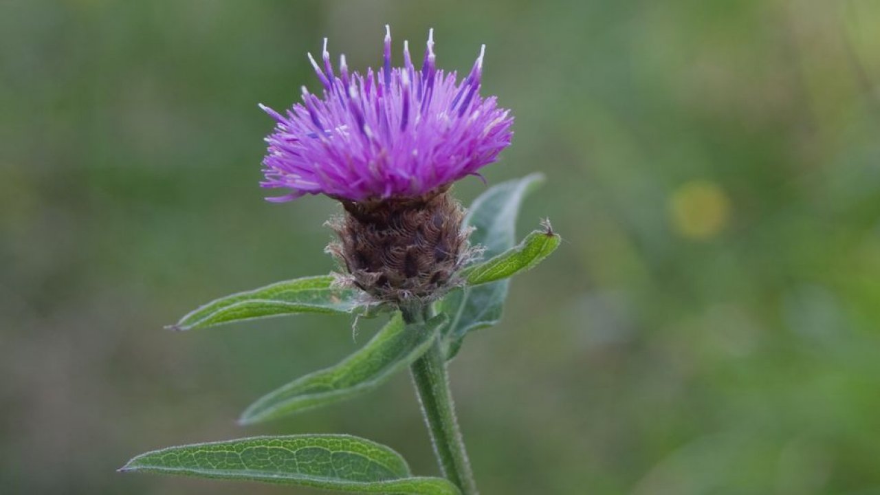 Centaurea comum
