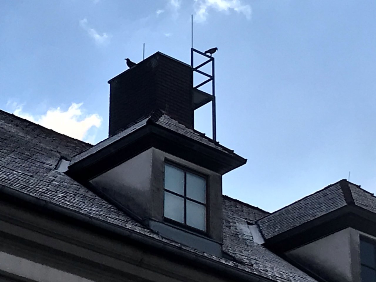 Carrion Crow in KraMobil App spotted by Maleit on 12.02.2021