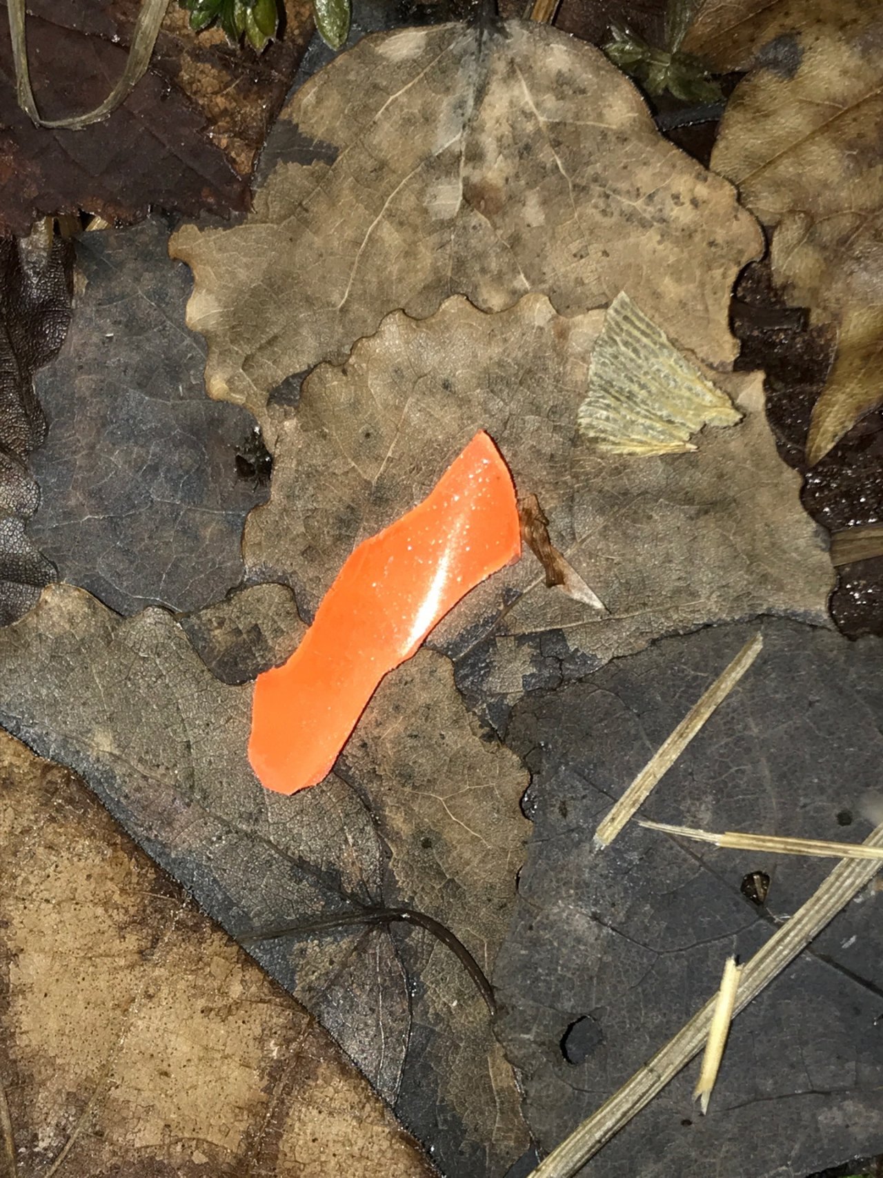 litter in DRECKSPOTZ | GLOBAL 2000 App spotted by Baumi21 on 08.02.2021