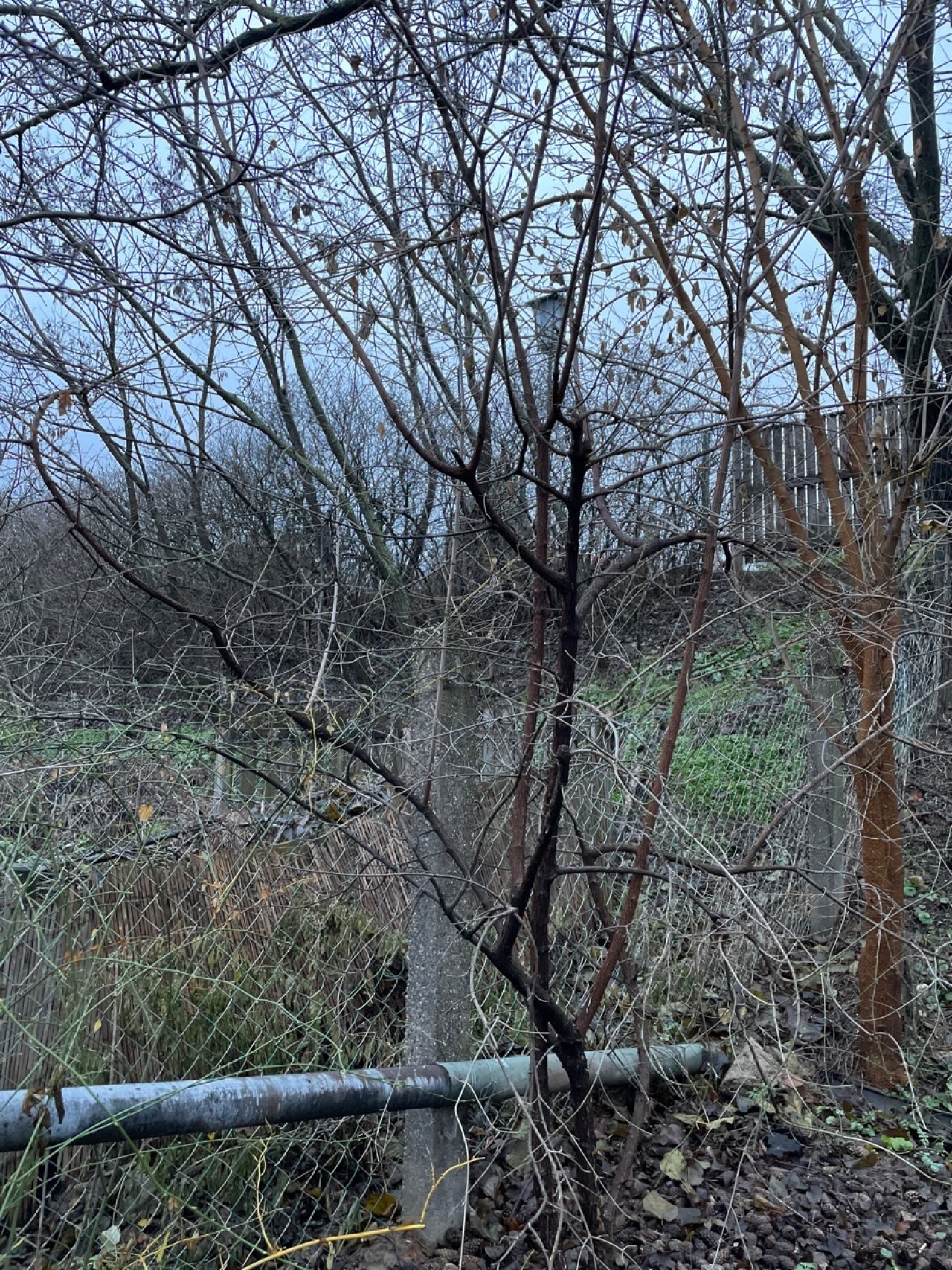 Kornelkirsche / Dirndl in Naturkalender App spotted by Franz on 21.12.2020